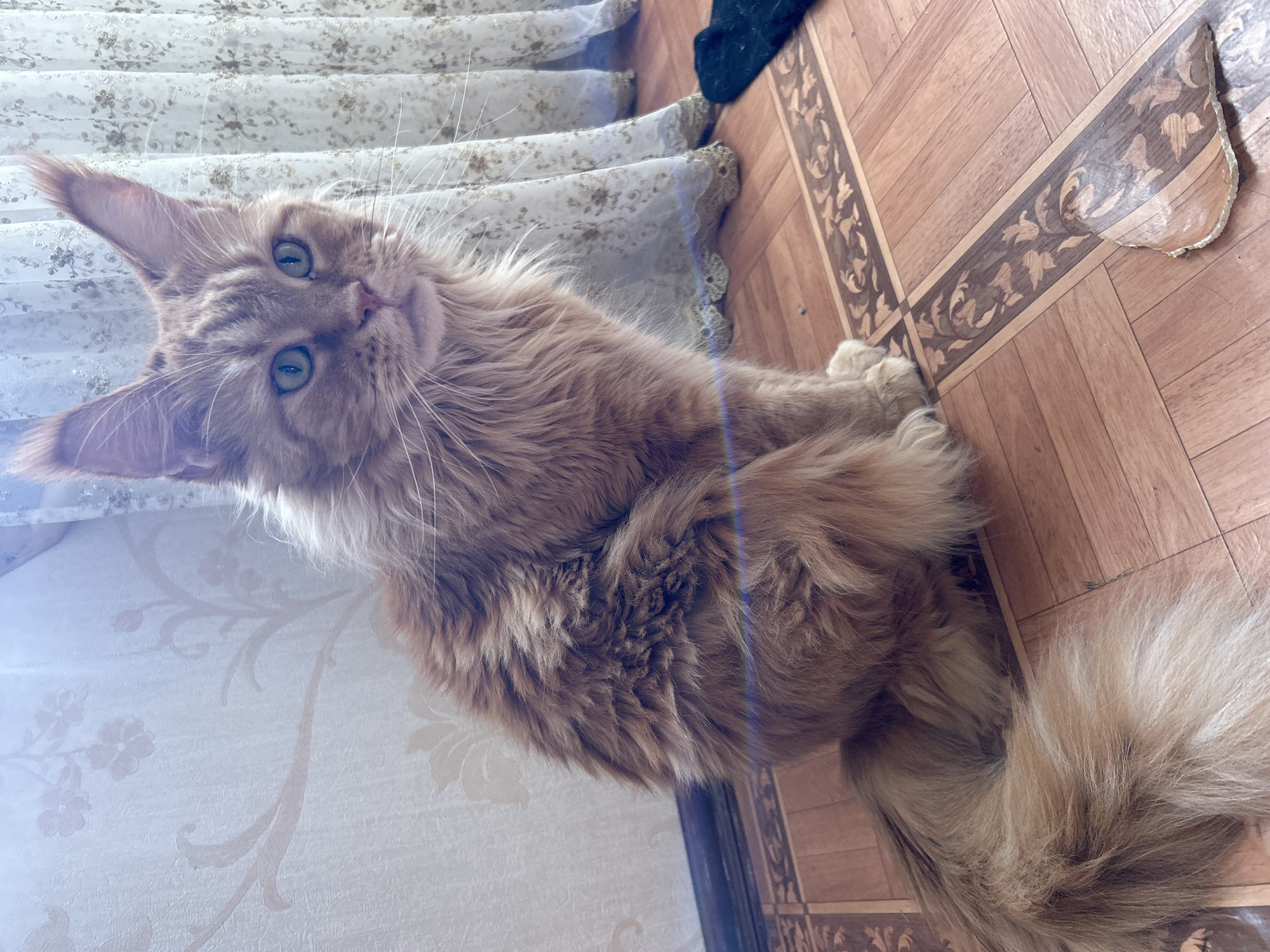 A ginger Maine Coon cat with blue-green eyes sits on a wooden floor, facing right. The cat has long, thick fur, prominent ear tufts, and a bushy tail. The floor is laid with parquet flooring, featuring decorative inlaid wood patterns. In the background, a pale wallpaper with a subtle floral design covers the wall, and sheer curtains with a floral pattern hang by a window, allowing sunlight to filter through. A dark object, possibly a sock, is visible on the floor near the curtains. There is a slight lens flare across the image. The setting appears to be an indoor residential space.