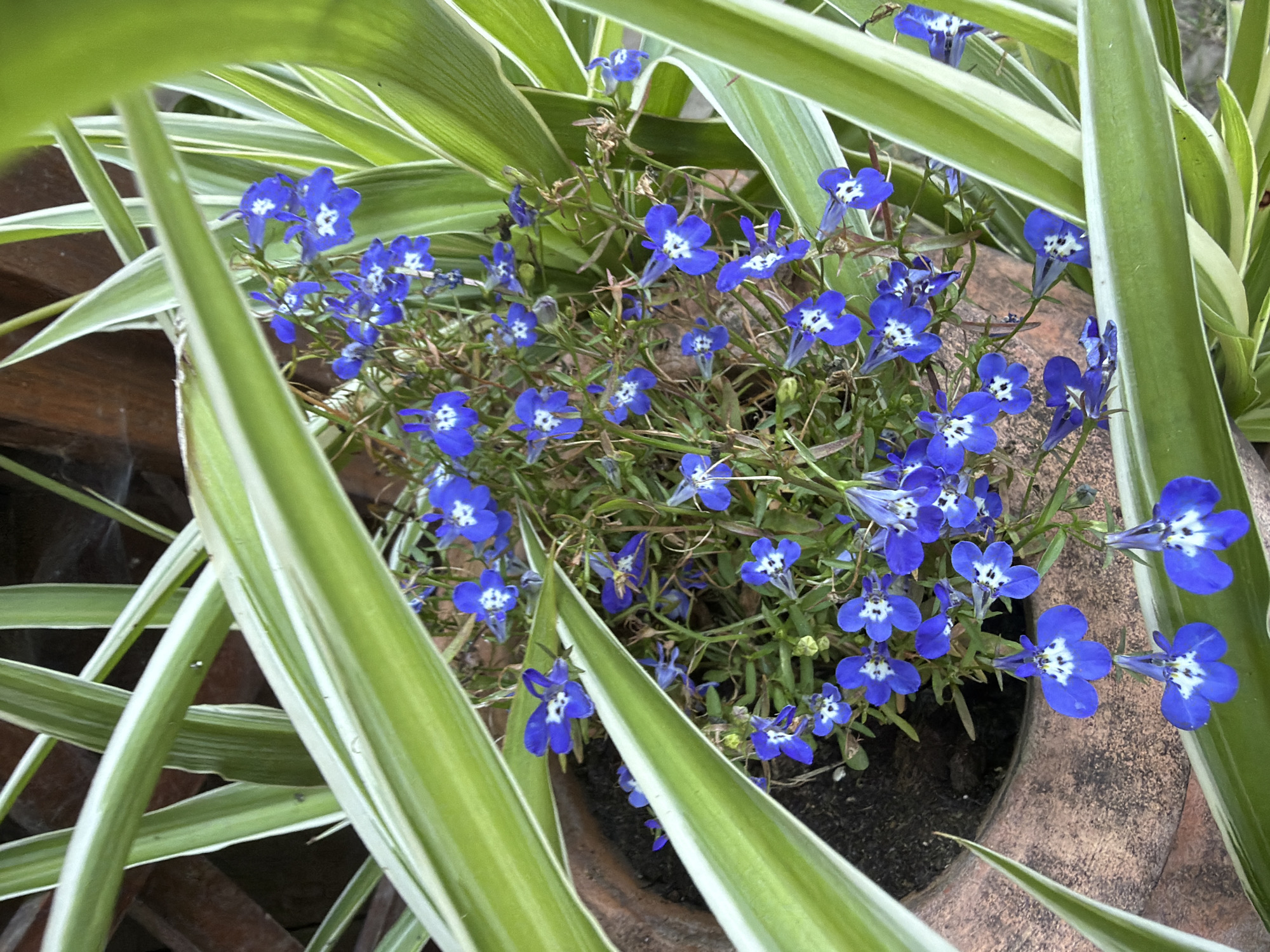 The image shows a close-up of blue lobelia flowers with white centers, growing in a terracotta pot. The flowers are surrounded by variegated spider plant leaves. The background is blurred and appears to be a wooden structure. The scene is outdoors, likely in a garden or patio setting, but no specific city or location can be determined.