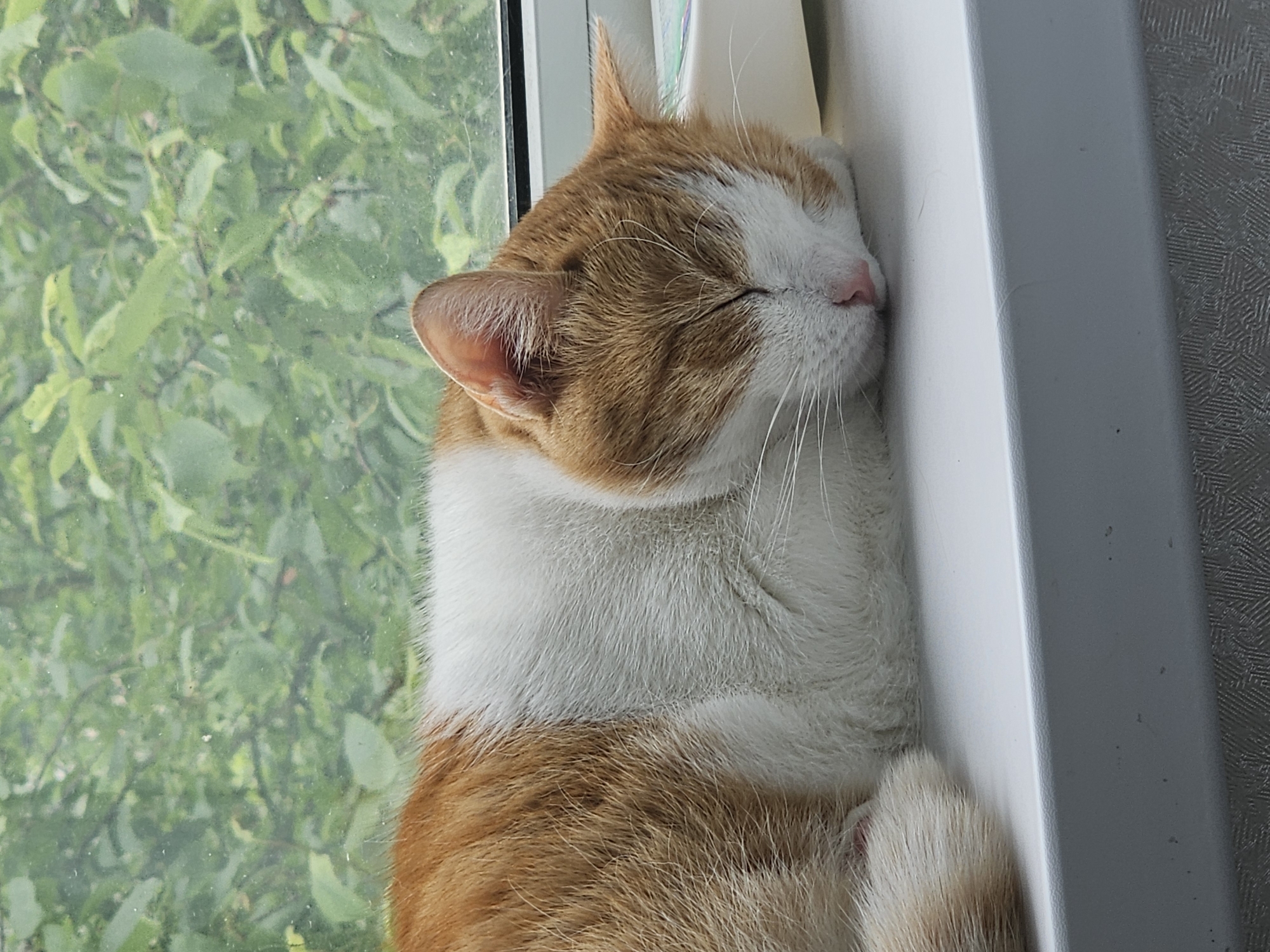 A domestic cat, predominantly white with orange tabby markings, sleeps on a white windowsill. The cat is positioned horizontally, facing to the right, with its eyes closed and its head resting on the sill. Its fur appears fluffy. In the background, out of focus, is dense green foliage, suggesting an outdoor environment viewed through a window. The overall scene depicts a peaceful moment of rest. The image was taken in the city of Tosno, Russia.