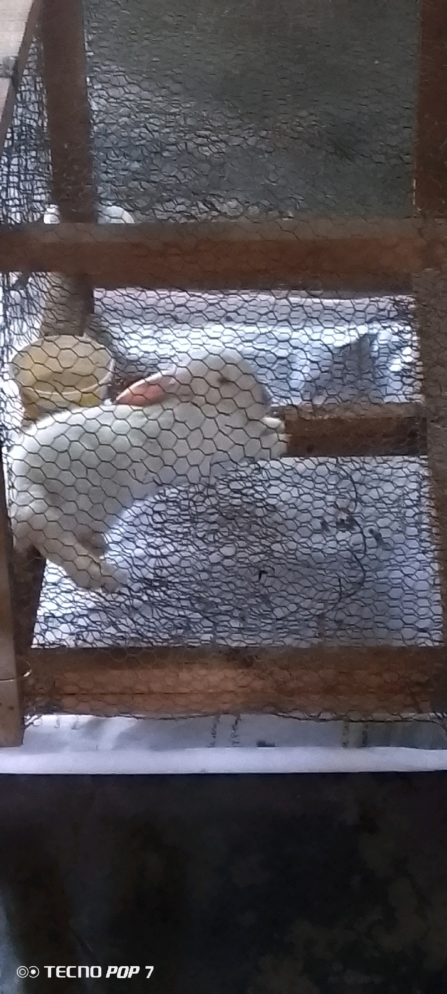 A white rabbit with a pink nose is inside a wooden cage with wire mesh. The rabbit is lying down, with its head resting on its paws. Another, lighter-colored rabbit is visible behind it. The cage appears to be in an outdoor setting, possibly a backyard, given the natural lighting and the rough texture of the wood. There are no visible people or other animals in the frame. The bottom right corner of the image shows a watermark indicating "TECNO POP 7". The scene is shot from a slightly high angle, looking down into the cage.