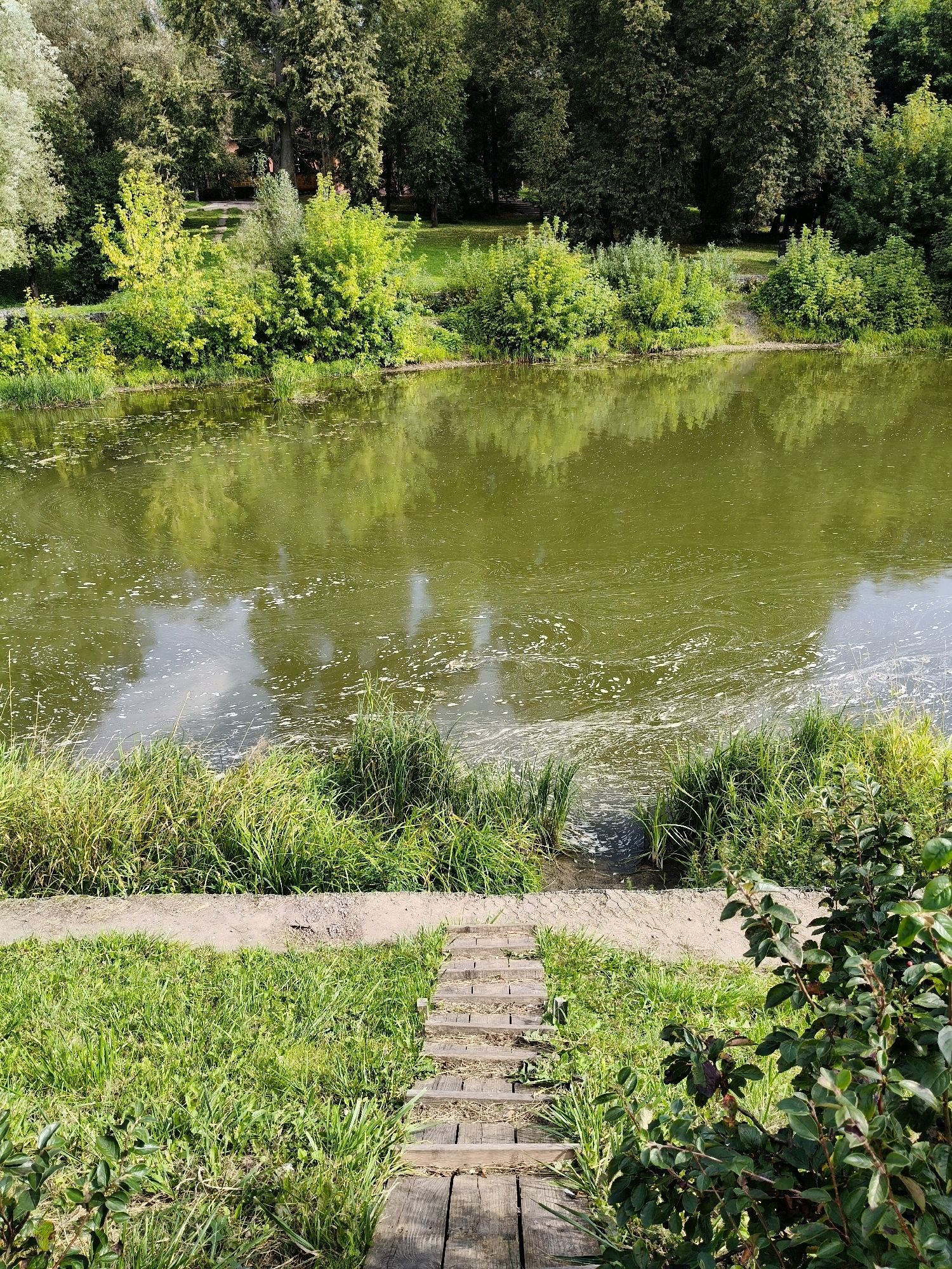 The image depicts a tranquil natural scene near a body of water, likely the Nara River in Naro-Fominsk, Russia. In the foreground, a wooden walkway made of planks descends a grassy slope. The walkway appears weathered and slightly uneven. Lush green grass covers the ground around the walkway and extends to the edge of a sandy path.
The middle ground is dominated by the murky green water of the river, reflecting the surrounding trees and sky. Swirls of foam and small debris are visible on the water's surface, suggesting gentle movement. The riverbank is densely lined with tall, green reeds and grasses.
The background features a dense line of mature trees with varying shades of green foliage, creating a lush, verdant backdrop. The trees are tall and full, with some sunlight filtering through their leaves. The overall impression is one of a peaceful, natural environment, possibly a park or recreational area. There are no people or animals visible in the image. The lighting suggests a daytime scene, likely during the warmer months due to the abundance of green vegetation.