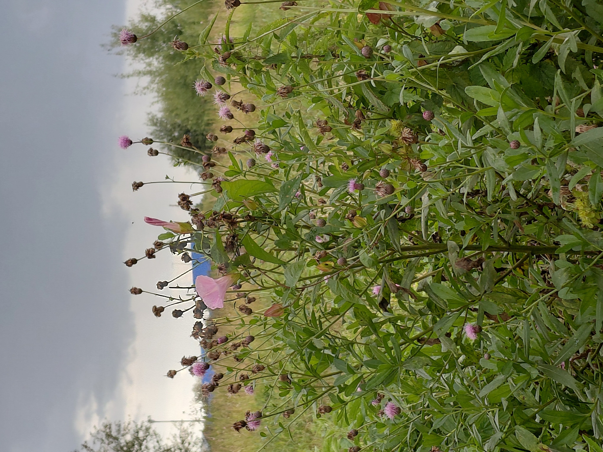 The image depicts a naturalistic scene in Malinovka, Russia, under a cloudy sky. The foreground is dominated by a dense cluster of green foliage and various flowering plants. Several pink flowers are visible, some fully bloomed and others in bud. Many of the plants have seed heads or dried flowers, suggesting a late blooming season or the natural cycle of wild flora. The background features a blurred landscape with more greenery and trees, hinting at a rural or semi-rural setting. The overall impression is one of untamed vegetation in an outdoor environment.