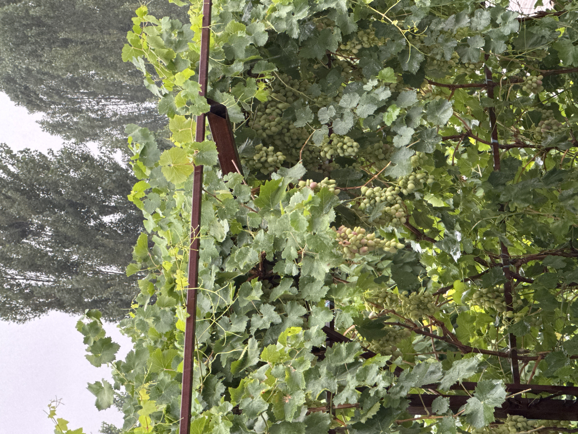 The image shows a close-up view of a grape vine with numerous clusters of unripe green grapes hanging from it. The vine is supported by a reddish-brown metal structure, and its leaves are a vibrant green, some appearing wet, suggesting recent rain. In the background, tall, dark green trees are visible against a pale, overcast sky. The scene appears to be in an outdoor setting, possibly a garden or vineyard, and could be located in the city of Beshtal, Uzbekistan, given the mention of this location. There are no people or animals present in the image.