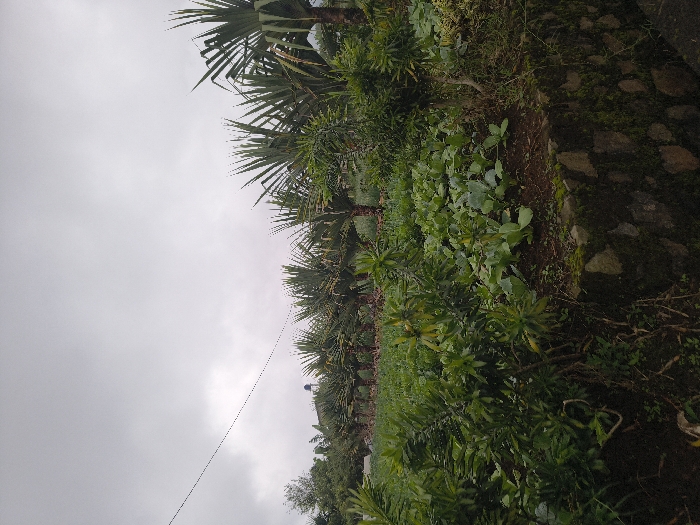A line of palm trees divides a cloudy sky and a lush green landscape. A stone wall covered in moss is on the right. Various plants and vegetation fill the lower right side. A power line stretches across the cloudy sky. The overall impression is of a natural, somewhat overgrown scene on a cloudy day.