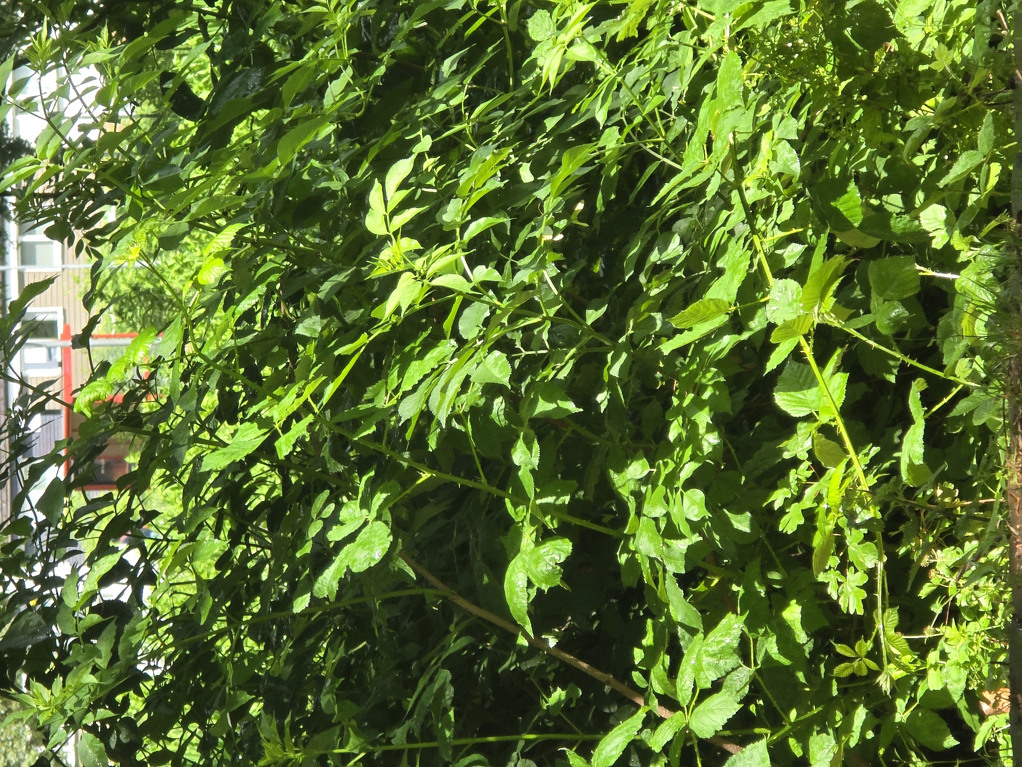 The image displays a dense, green hedge with a building visible in the background. The hedge is comprised of various leafy branches and stems, with sunlight filtering through, creating shadows and highlights. The building appears to have white window frames and red accents. The scene suggests an outdoor environment, likely a garden or residential area in Northampton, United Kingdom. No people or specific actions are discernible within the image.