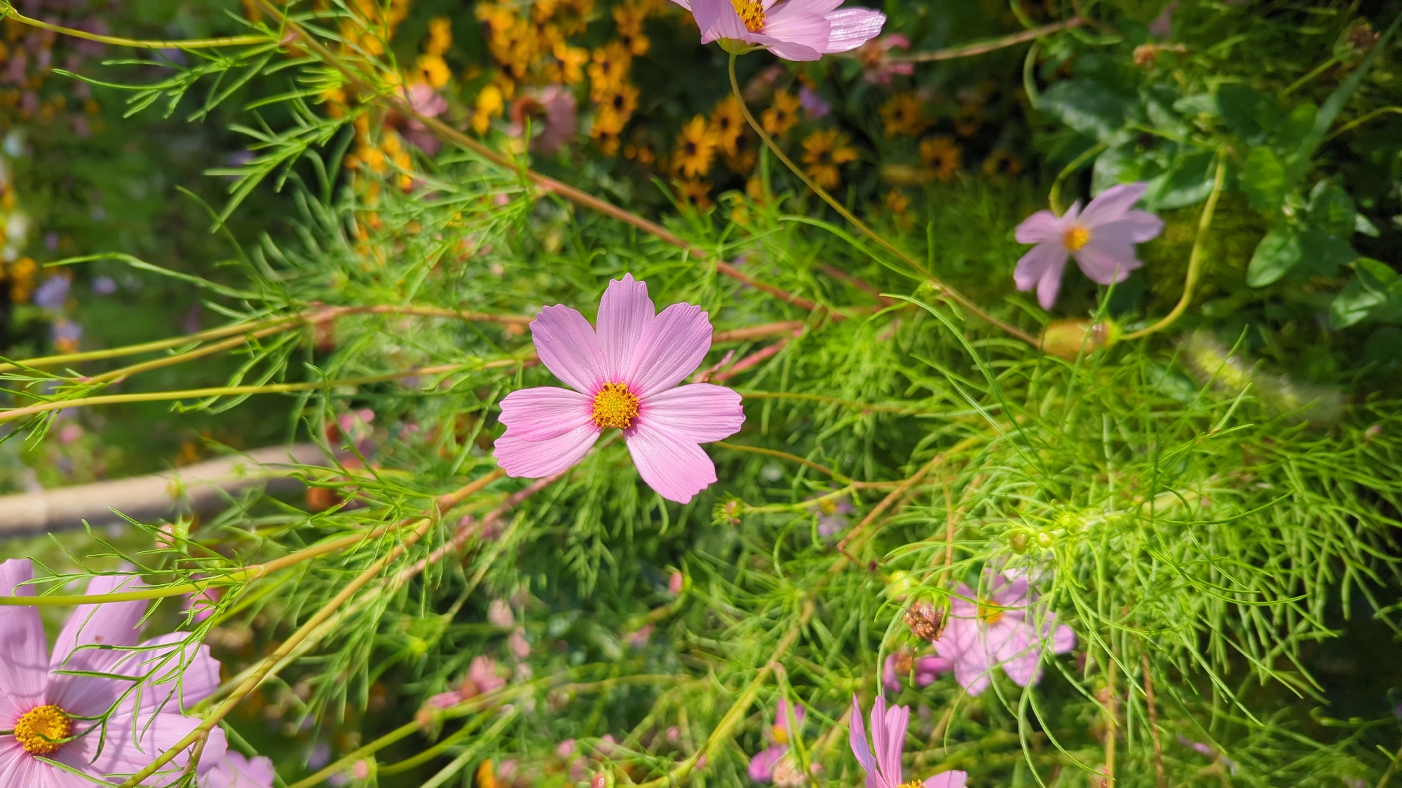 A medium shot captures a cluster of pink cosmos flowers in bloom. The central flower is in focus, showcasing its delicate, pale pink petals surrounding a bright yellow center. The petals exhibit a subtle texture and are slightly curled. The flower is positioned amidst lush green foliage with feathery leaves and slender, thin stems. In the background, a blur of yellow and other pink flowers suggests a garden setting, possibly in a park or residential area. The lighting indicates it is daytime, with sunlight illuminating the scene and creating soft shadows. The image does not contain any people, identifiable landmarks, or specific details that would indicate its location in Montreal, Canada.