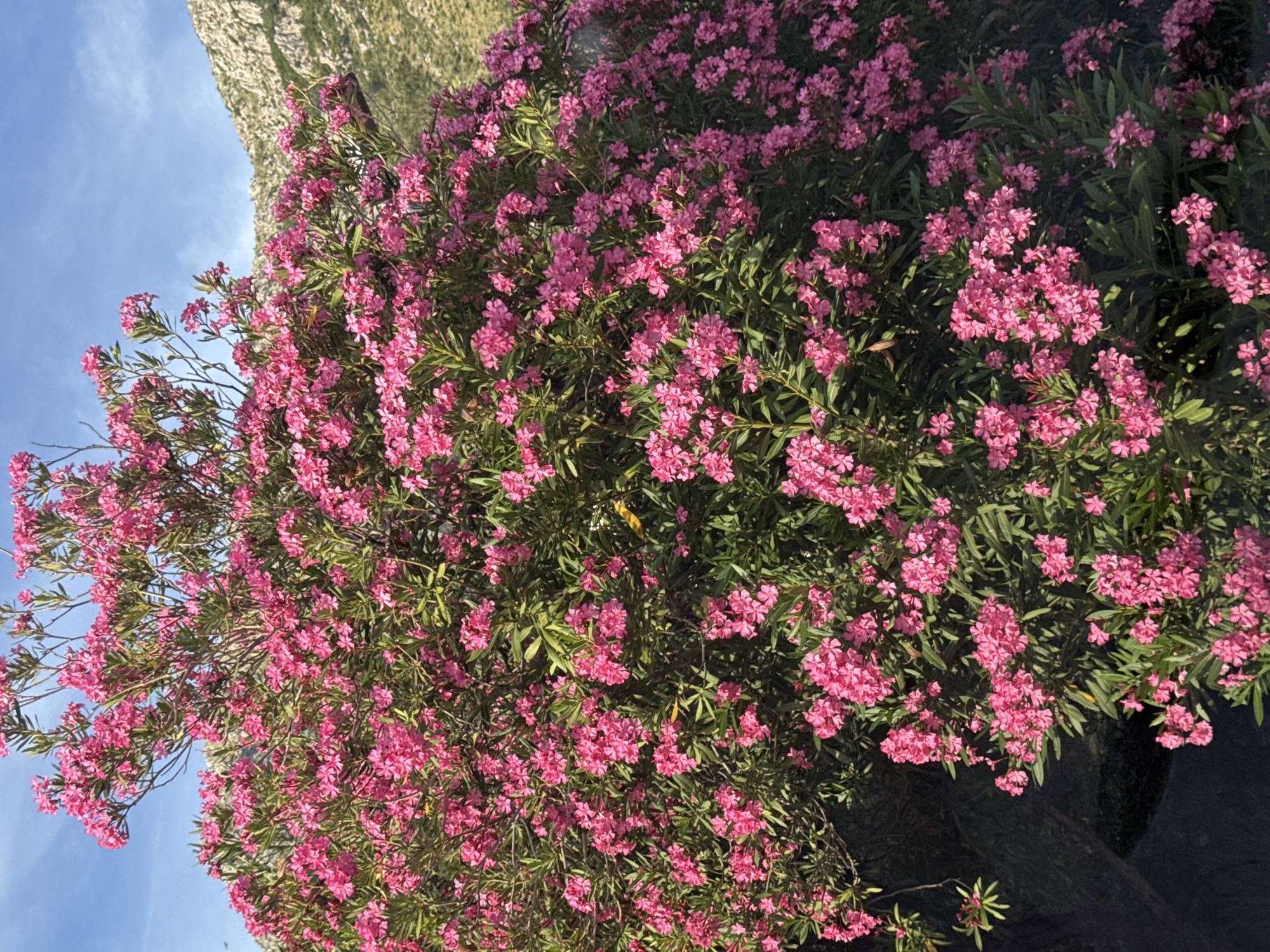 A dense, blooming oleander bush with vibrant pink flowers dominates the foreground of the image. The bush is lush with green leaves and tightly packed clusters of blossoms. In the background, a rugged, rocky hillside with sparse vegetation rises under a clear blue sky. The location is identified as Rijeka Reževići, Montenegro. There are no people or animals visible in the image. The scene appears to be outdoors, likely in a natural or semi-natural setting.