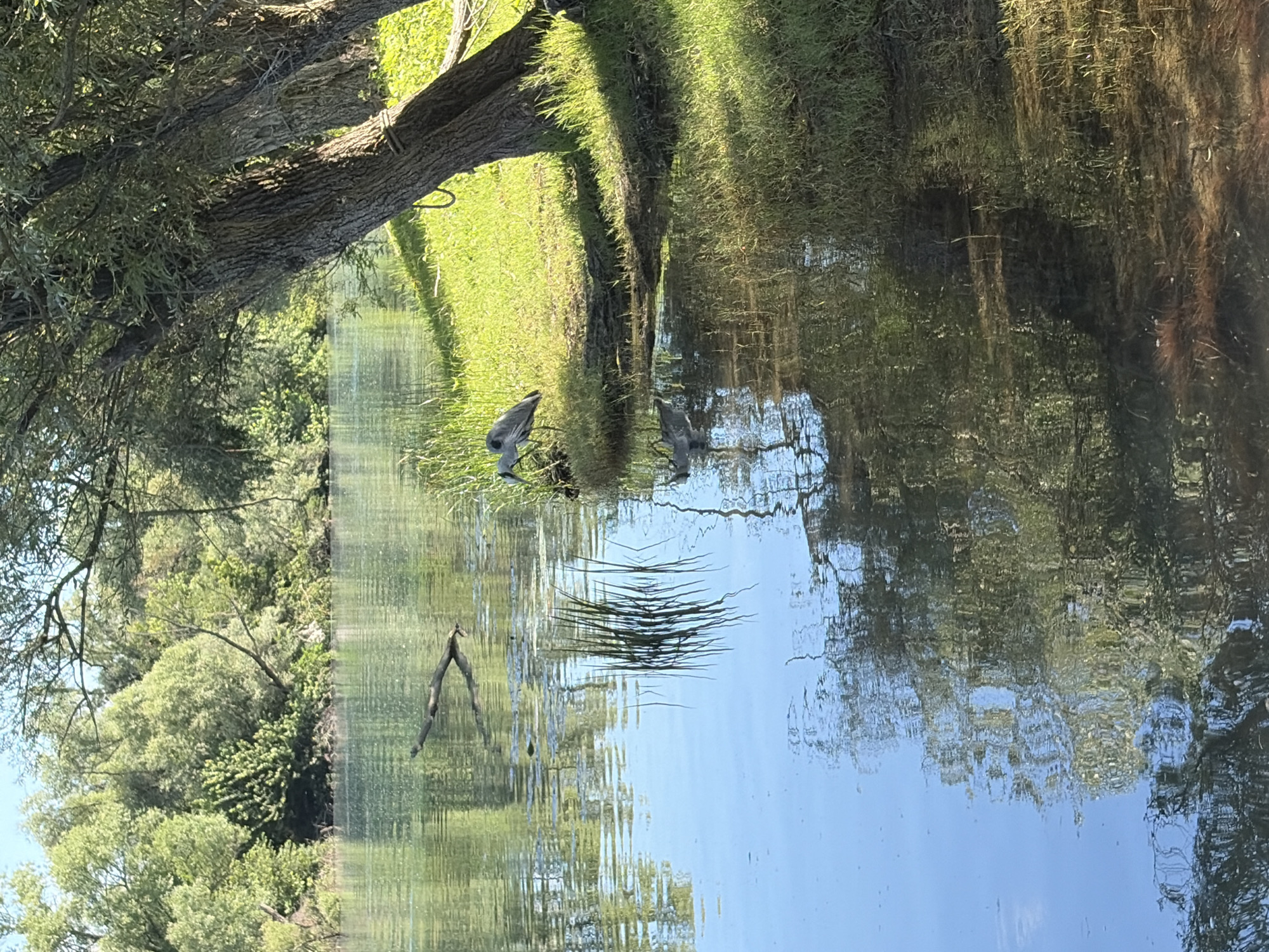 This image captures a serene natural landscape along a body of water in Vranjina, Montenegro. In the foreground on the right, a grey heron stands on a lush green grassy bank, positioned at the water's edge with its head bent towards the surface. Its reflection is clearly visible in the calm water directly below. A line of mature trees with rough bark and green foliage densely populates the right bank, with one tree featuring a visible rope loop attached to its trunk. These trees cast distinct shadows across the grass and into the water. The water body itself, likely a river or a part of Lake Skadar, ranges in color from light blue to a darker greenish-brown, reflecting the bright sky, distant trees, and the immediate bank, with gentle ripples disturbing the reflections. A fallen tree branch floats in the middle section of the water. The background reveals a distant bank covered in a dense expanse of green trees, extending towards the horizon under a bright, clear sky. The scene is illuminated by direct sunlight, creating sharp contrasts between illuminated areas and shaded regions.