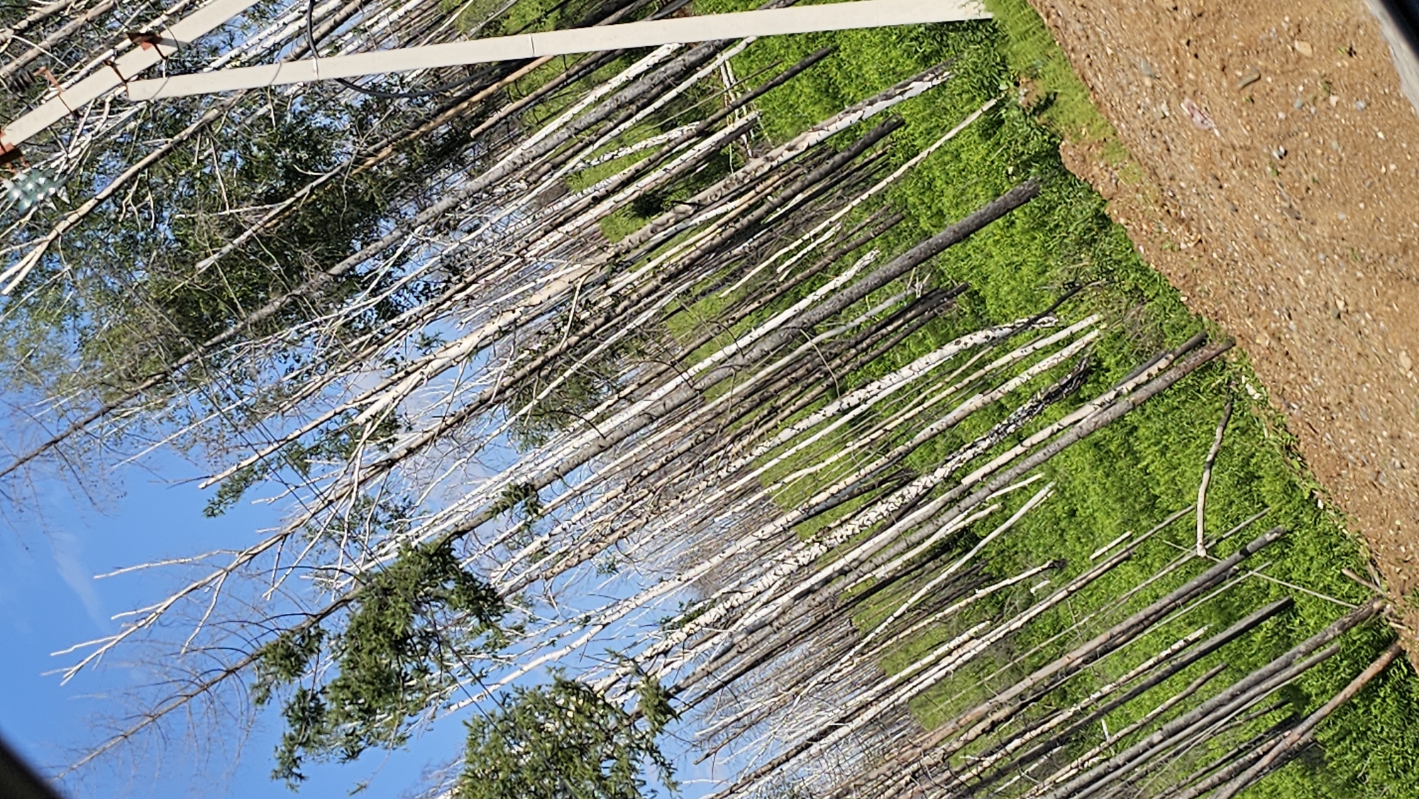The image depicts a dense forest of trees, many of which appear dead or recently burned, characterized by their bare, gray, or white trunks and branches. Some trees show signs of green foliage, suggesting regrowth or the presence of living vegetation alongside the deadwood. The forest floor is covered in vibrant green grass, indicating a natural setting. A dirt road runs along the right edge of the frame, bordered by the dense tree line.
In the background, a bright blue sky with a few wispy clouds is visible, suggesting daytime. The overall scene appears to be a natural landscape, possibly a forest that has experienced a fire or significant die-off, with signs of ecological recovery. The image is oriented vertically, with the ground appearing on the right and the sky on the left. There are no people or specific objects of human construction clearly visible, apart from the dirt road which suggests some level of human access or presence. The lighting and clear sky indicate fair weather. The image does not contain any visible text.