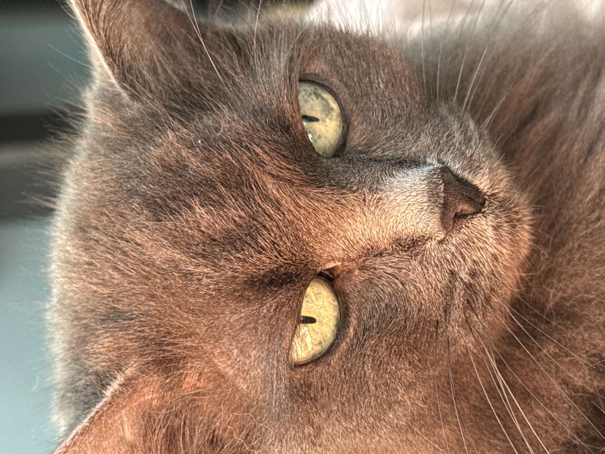 A close-up, head-on, eye-level shot captures the face of a gray cat with piercing yellow-green eyes. The cat's fur is a mix of gray and brown tones, with individual strands visible, especially around its whiskers and ears. The lighting creates a warm glow, highlighting the texture of its fur and the contours of its face. The background is softly blurred, showing hints of a teal-blue surface on the left and darker, indistinct shapes on the right. There is no discernible location within the city of Ivanovo, Russia, as the image is a tight focus on the animal.