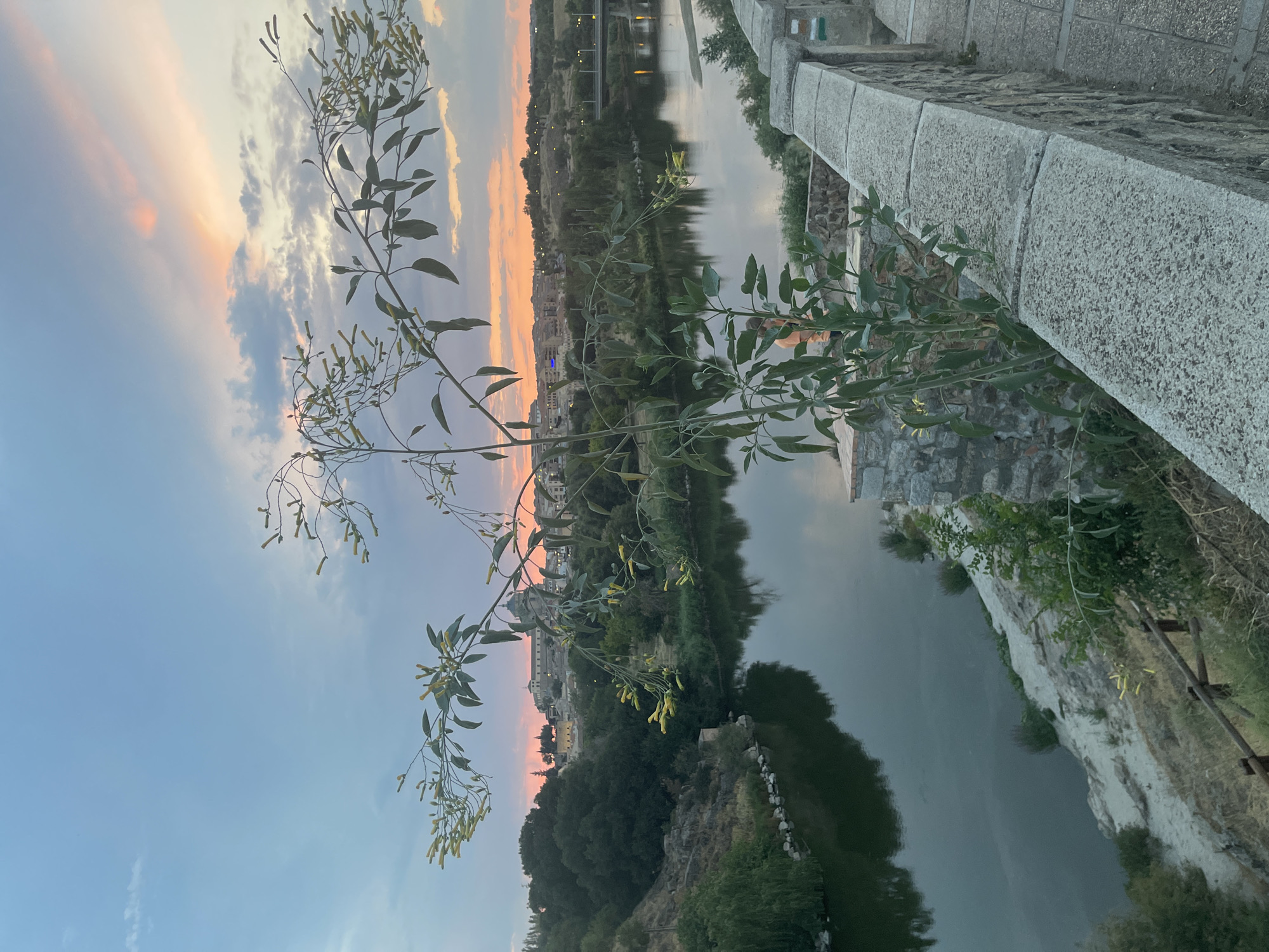 A serene dusk scene unfolds over the Tagus River in Toledo, Spain, with a single, slender plant with delicate yellow buds in the foreground, its branches reaching towards the horizon. The river, a dark, placid mirror, reflects the softening twilight sky and the distant, ancient cityscape. Hills covered in lush green trees and scattered structures rise on the opposite bank, leading to a cluster of buildings that comprise Toledo's historic heart.
In the middle distance, a concrete bridge with illuminated lampposts spans the river, hinting at modern life amidst the historic setting. The sky above is a canvas of soft blues and grays, punctuated by streaks of warm, peachy-pink from the setting sun, which casts a gentle glow over the entire landscape.
A stone wall, weathered and textured, runs along the right side of the frame, forming a boundary between the viewer and the river below. A paved walkway is visible beside the wall, suggesting a public viewpoint. A lone figure, partially obscured by the foreground plant, stands near the wall, observing the tranquil panorama. The overall impression is one of peaceful contemplation, capturing a fleeting moment as day transitions into night.