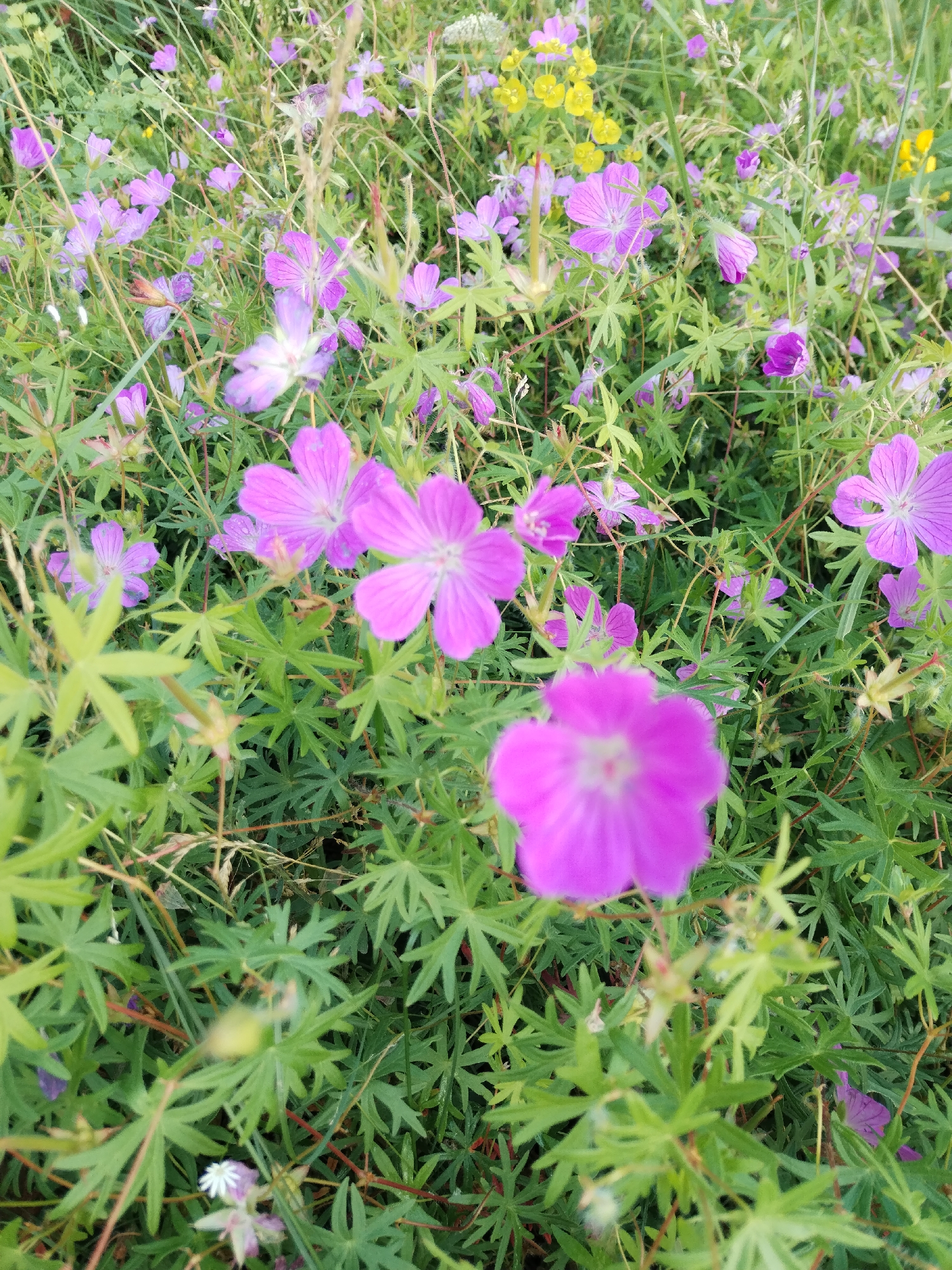 This is a close-up, high-angle, eye-level shot of a field of wildflowers in Chebarkul', Russia. The scene is dominated by vibrant purple flowers with delicate petals and green, leafy foliage. Some of the flowers are in full bloom, while others are still buds. Small yellow flowers are scattered throughout the field, adding a contrasting splash of color. The lighting suggests it is daytime, possibly late afternoon or early morning, given the soft light and lack of harsh shadows. The overall impression is one of natural beauty and tranquility, evoking a sense of a peaceful meadow in the Russian countryside. The focus is on the flowers, with the background blurred, creating a shallow depth of field that draws the viewer's attention to the intricate details of the petals and leaves. No text is visible in the image.