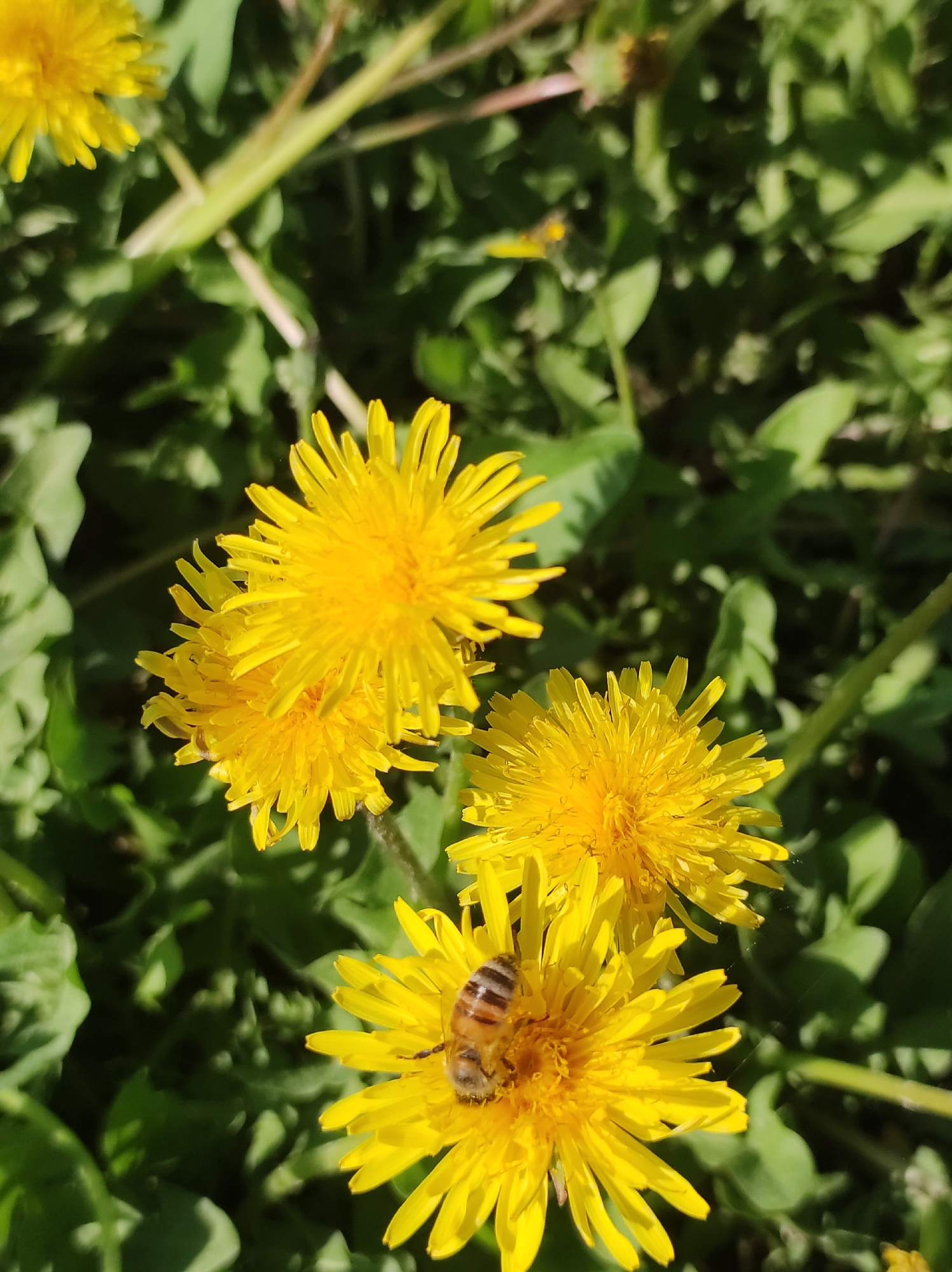 The image shows a close-up of several yellow dandelion flowers in a field, with a bee visible on the bottommost flower. The background consists of green foliage. The location is not discernible from the image content.