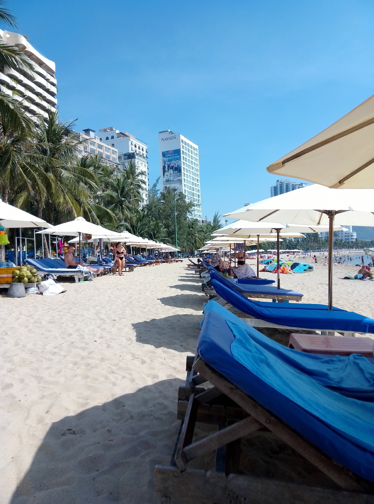 The image displays a sunny beach scene in Bac Nha Trang Ward, Vietnam, under a clear blue sky. In the immediate foreground on the right, two empty blue sun loungers with wooden frames are partially shadowed by an unseen overhead object; a small reddish-brown plastic table is positioned between them. The sand exhibits textural patterns and distinct shadows.
The midground features a line of white beach umbrellas and corresponding blue sun loungers extending along the sand. On the far left, beneath an umbrella, a pile of green coconuts is arranged next to a blue cooler and a yellow container; a white bag rests nearby. A male individual in dark swim trunks is reclining on a sun lounger. Further right, a female individual in a black bikini stands beside a sun lounger. Beyond this line of loungers, closer to the water, numerous individuals are visible in the ocean, and several bright blue and yellow watercraft (likely kayaks or paddleboards) are present on the sand, accompanied by more umbrellas and people.
The background is dominated by a series of tall, modern urban buildings. On the far left, a white building with tiered, rounded balconies is partially obscured by palm trees. Adjacent to it, a building displays "HOA CUONG RESTAURANT" signage. In the center-right, a prominent white high-rise building features a large "NAVADA" sign at its top and a billboard below it with Vietnamese text and human figures. Numerous palm trees are interspersed between the beach amenities and the buildings, casting shadows onto the sand. The scene is illuminated by direct sunlight, creating sharp shadows.