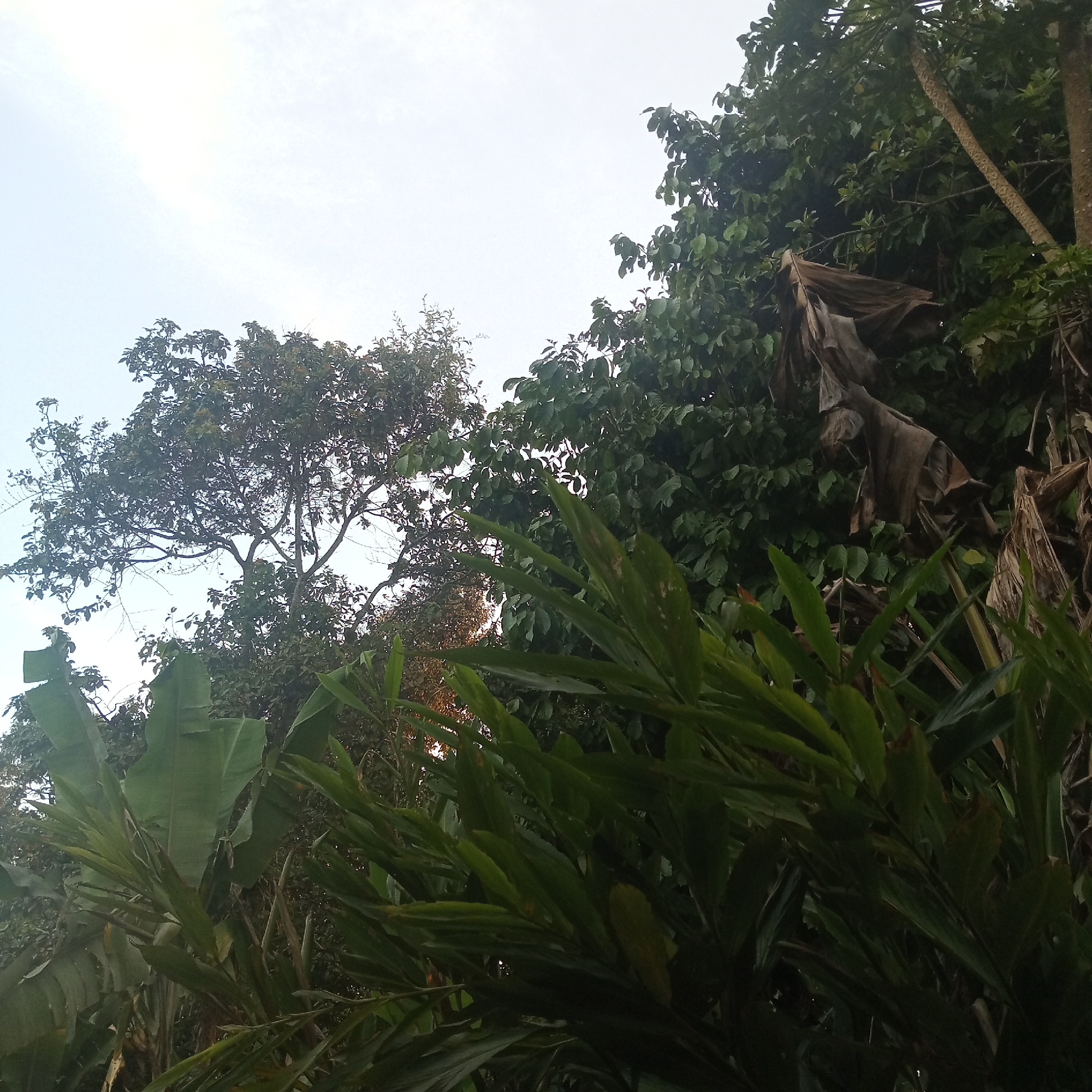 A low-angle, full shot captures a dense, verdant jungle scene beneath a pale, overcast sky. In the foreground, large, lush green leaves dominate the frame, with some appearing broad and flat like banana leaves, while others are long and slender. Behind these, a variety of trees and foliage fill the midground and background, with a range of greens from deep emerald to lighter shades. Some of the leaves in the background appear to be a darker, more mature green. To the right, a thick, textured tree trunk is visible, with a portion of a tree with a distinctly patterned trunk, resembling a papaya tree, also evident. A few dried, brown leaves are scattered among the green foliage, adding a touch of contrast. The overall impression is one of a humid, overgrown natural environment.
