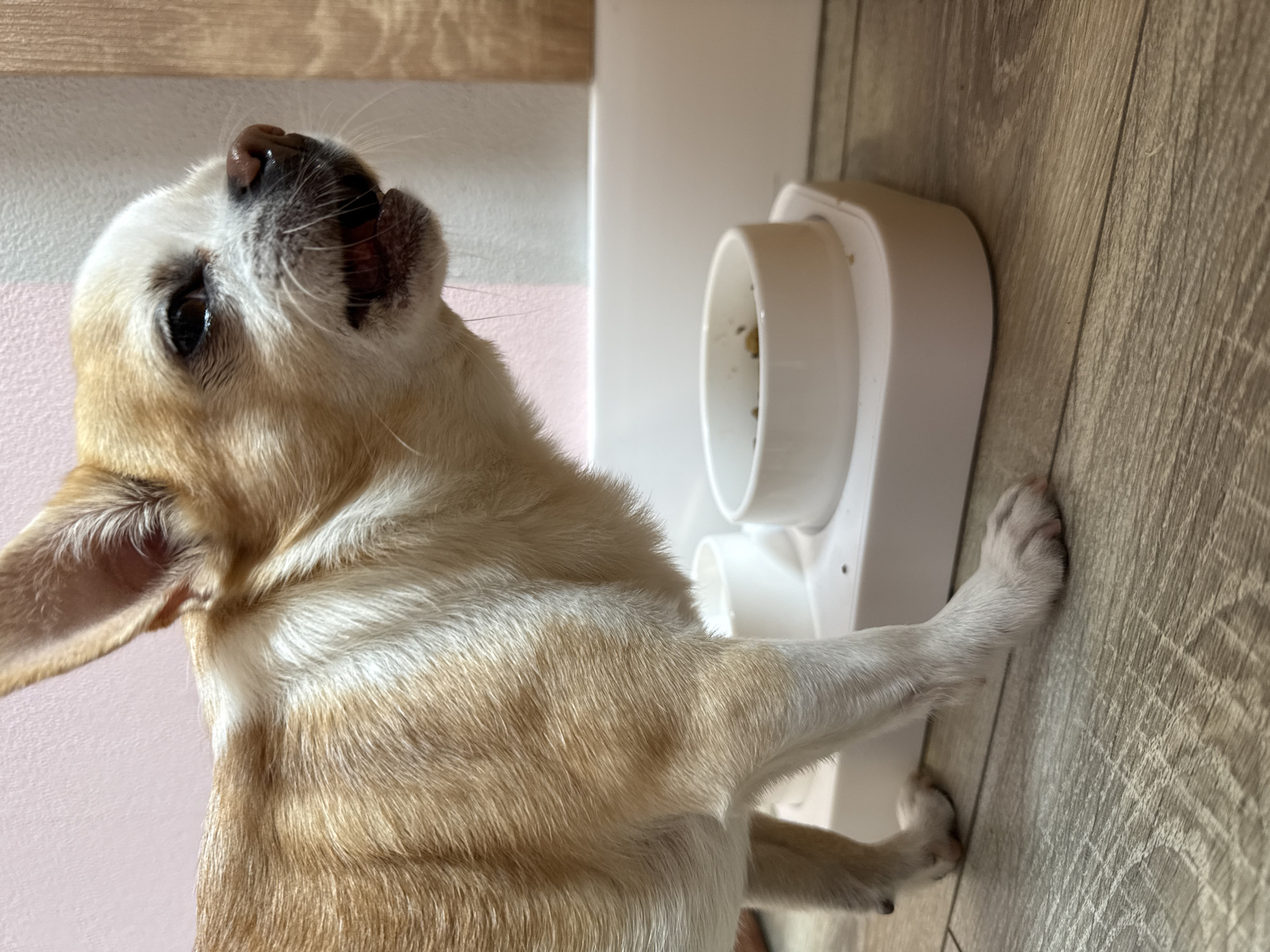 A light-tan and white Chihuahua is shown in a close-up, canted perspective. The dog is looking upwards with its mouth slightly open. The dog is standing next to a white, multi-bowl pet feeder, which appears to be attached to a wall or vertical surface. The surface beneath the feeder and the dog's paws is a light wood-grain floor. Part of a white vertical structure is also visible in the background, along with a light-colored surface above it. The location is not identifiable as Rostov-on-Don, Russia from the visible details.