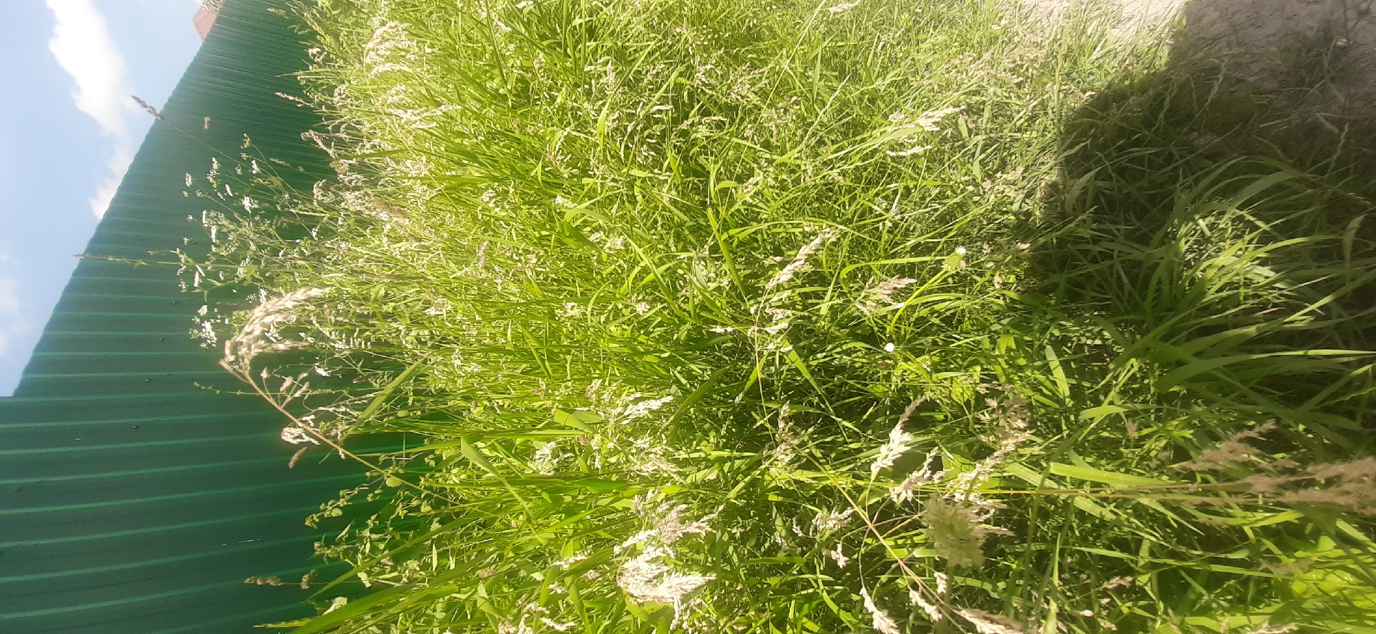 A thick cluster of tall green grass, interspersed with some lighter-colored seed heads and small white flowers, grows densely in front of a tall, corrugated green metal fence. The fence runs horizontally across the upper portion of the image. The ground in the foreground is a dirt path with some patches of shadow cast by the grass. The sky above is blue with a few wispy white clouds. The scene appears to be an outdoor setting, likely in a residential or semi-rural area, possibly a backyard or a roadside verge. There are no people or animals visible in the image. The image appears to be taken on a sunny day. The location is Yessentukskaya, Russia.