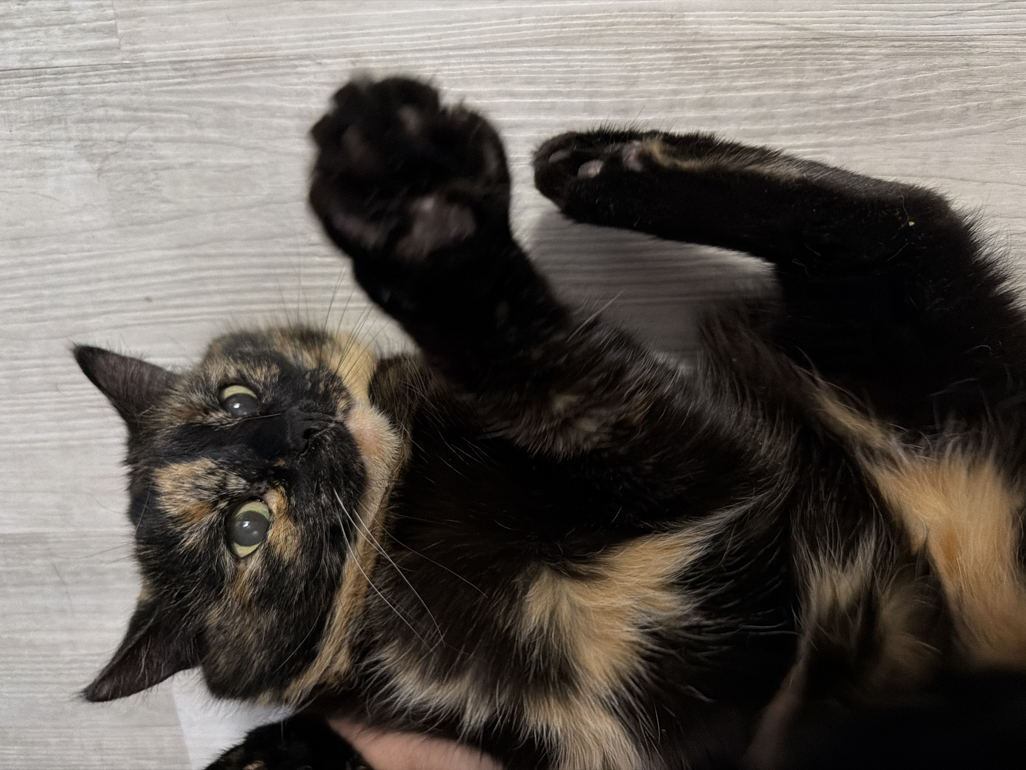 A tortoiseshell cat lies on its back on a light grey surface with a wood grain pattern. The cat's face is turned towards the camera, with its green eyes visible. One of its front paws is raised in the air. The cat has a mix of black, tan, and brown fur. The exact location in the city of Chaikovsky, Russia, is unknown from the image.
