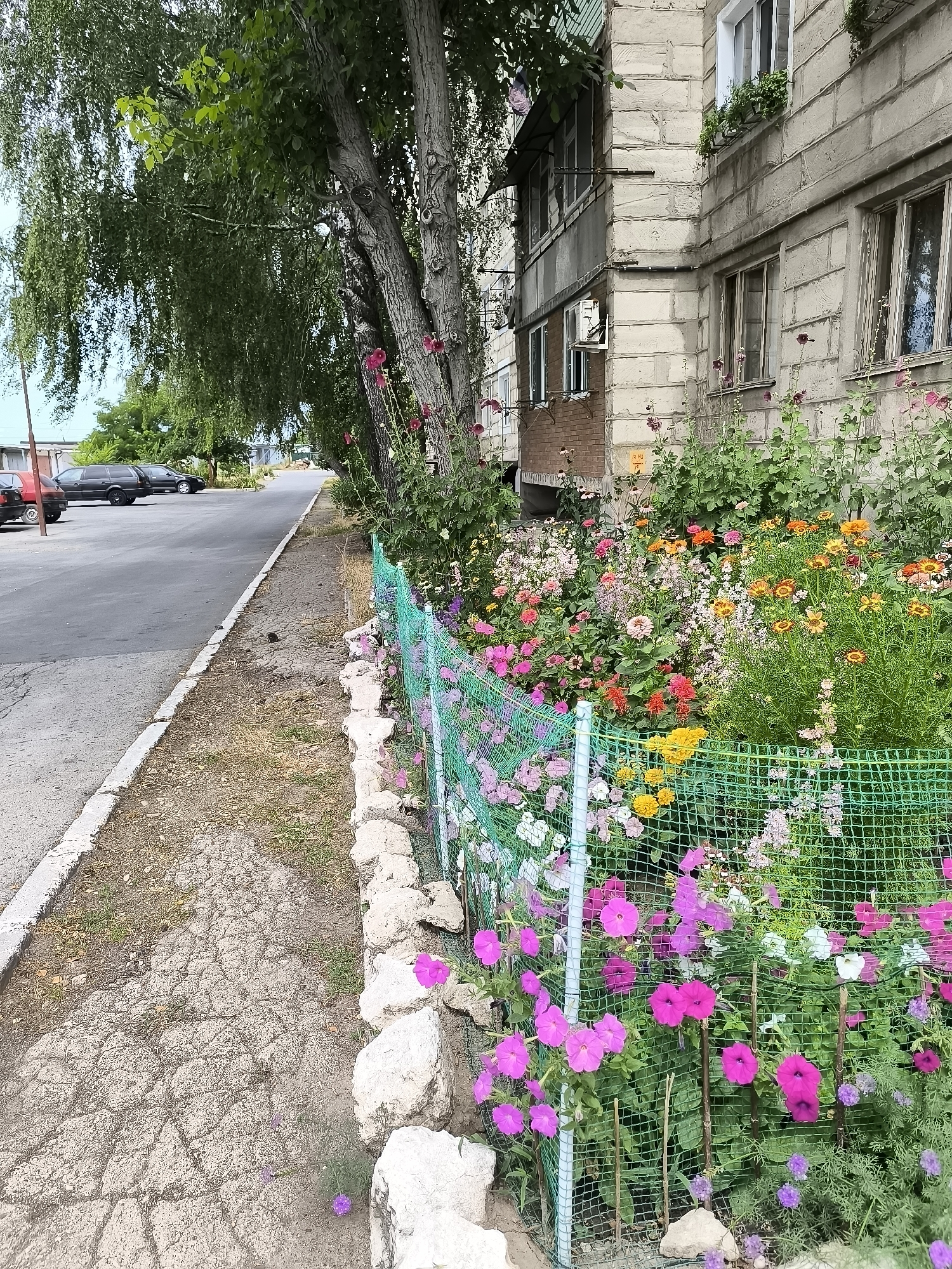 The image depicts a colorful flowerbed bordered by a green mesh fence and decorative rocks, situated alongside a paved road and a multi-story building. The flowerbed is densely planted with a variety of blooming flowers in shades of pink, orange, yellow, and white. Behind the flowerbed, the building, appearing to be an apartment block, shows signs of wear with weathered concrete walls and windows of various sizes. A large tree with lush green foliage overhangs the scene from the left. Several parked cars are visible on the road in the background. The overall impression is one of a residential urban environment with an attempt to beautify the area with a vibrant garden. The context of Rybnitsa, Moldova, is provided, suggesting a specific geographical location for this scene.