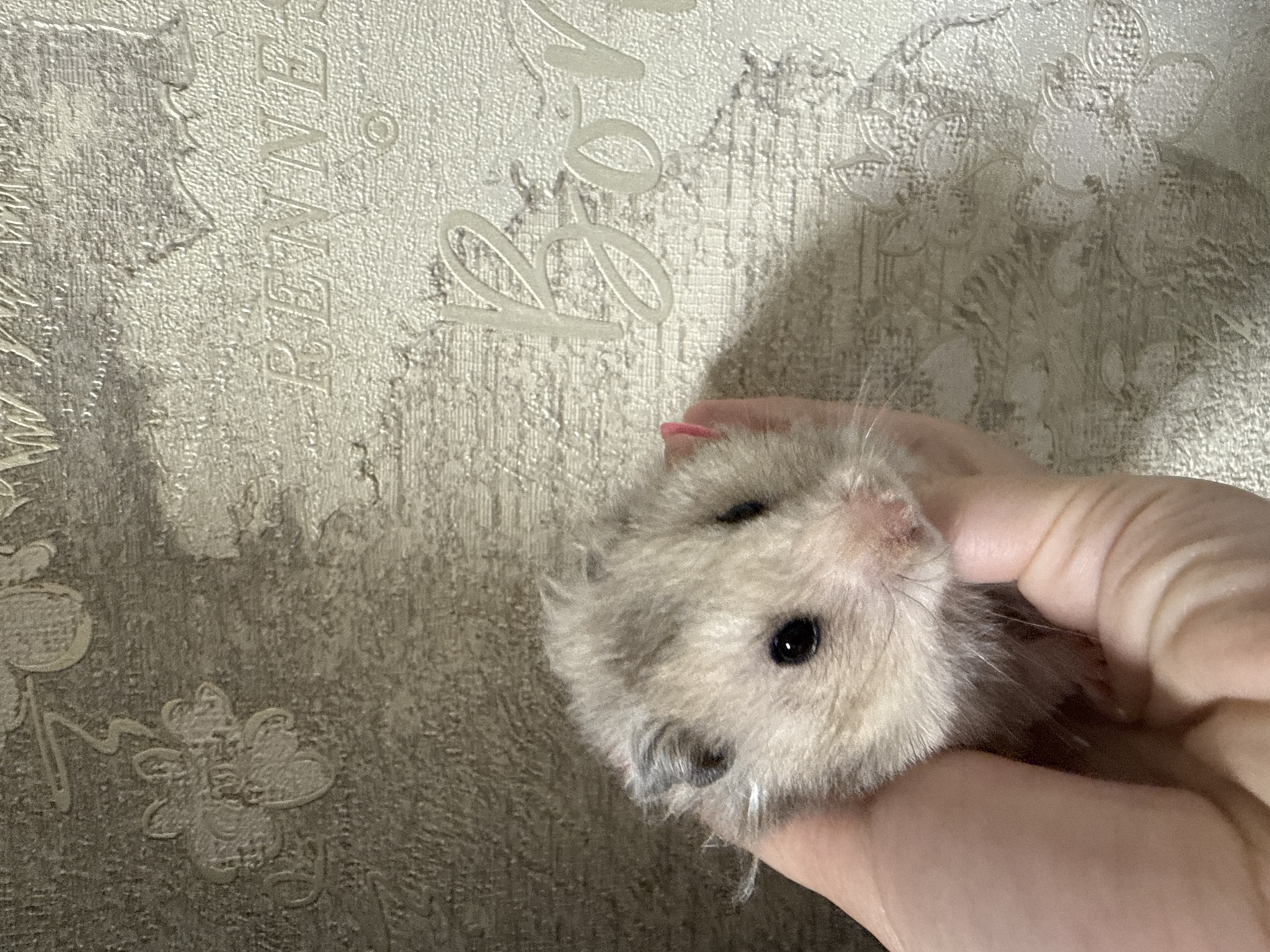 A close-up shot shows a person's hand gently holding a fluffy hamster. The hamster's head is visible, with its dark eyes and light brown and white fur. The background is a textured wall with a floral pattern and some embossed text. The lighting suggests an indoor setting, possibly during the day. The overall mood is calm and gentle, highlighting the interaction between the person and the small animal. The embossed text on the wall appears to be in English and includes the word "PENAL".