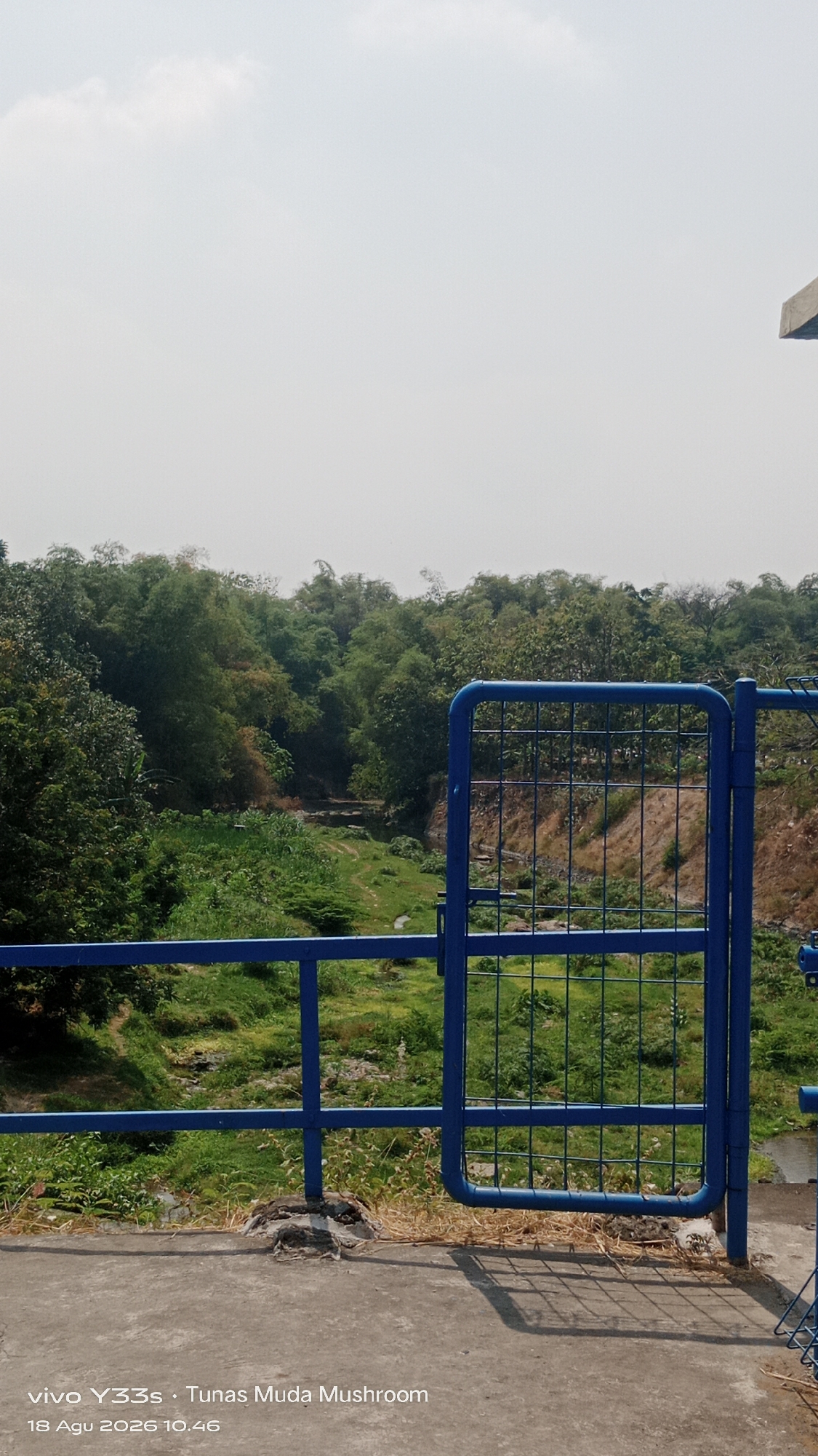 The image shows a view from a concrete structure with a blue metal fence in the foreground, partially obscuring a green, vegetated area and a dry riverbed. The fence consists of horizontal rails and vertical mesh sections, with a gate visible on the right. Beyond the fence, lush green trees and bamboo cover the landscape, suggesting a natural or semi-natural environment. The sky is overcast and bright, with a hazy quality. The bottom of the image contains text indicating a date and time, "18 Agu 2026 10.46," and possibly a location or product name, "vivo Y33s - Tunas Muda Mushroom." The overall scene appears to be an outdoor view, possibly from a bridge or overlook, in a location with abundant vegetation. There are no people visible in the image. The environmental context, particularly the vegetation and dry riverbed, suggests a tropical or subtropical climate. While the text mentions "Tunas Muda Mushroom," this is likely a business name and does not directly indicate a specific geographical location within Tanjung, Indonesia. However, the tropical vegetation is consistent with Indonesia's climate.