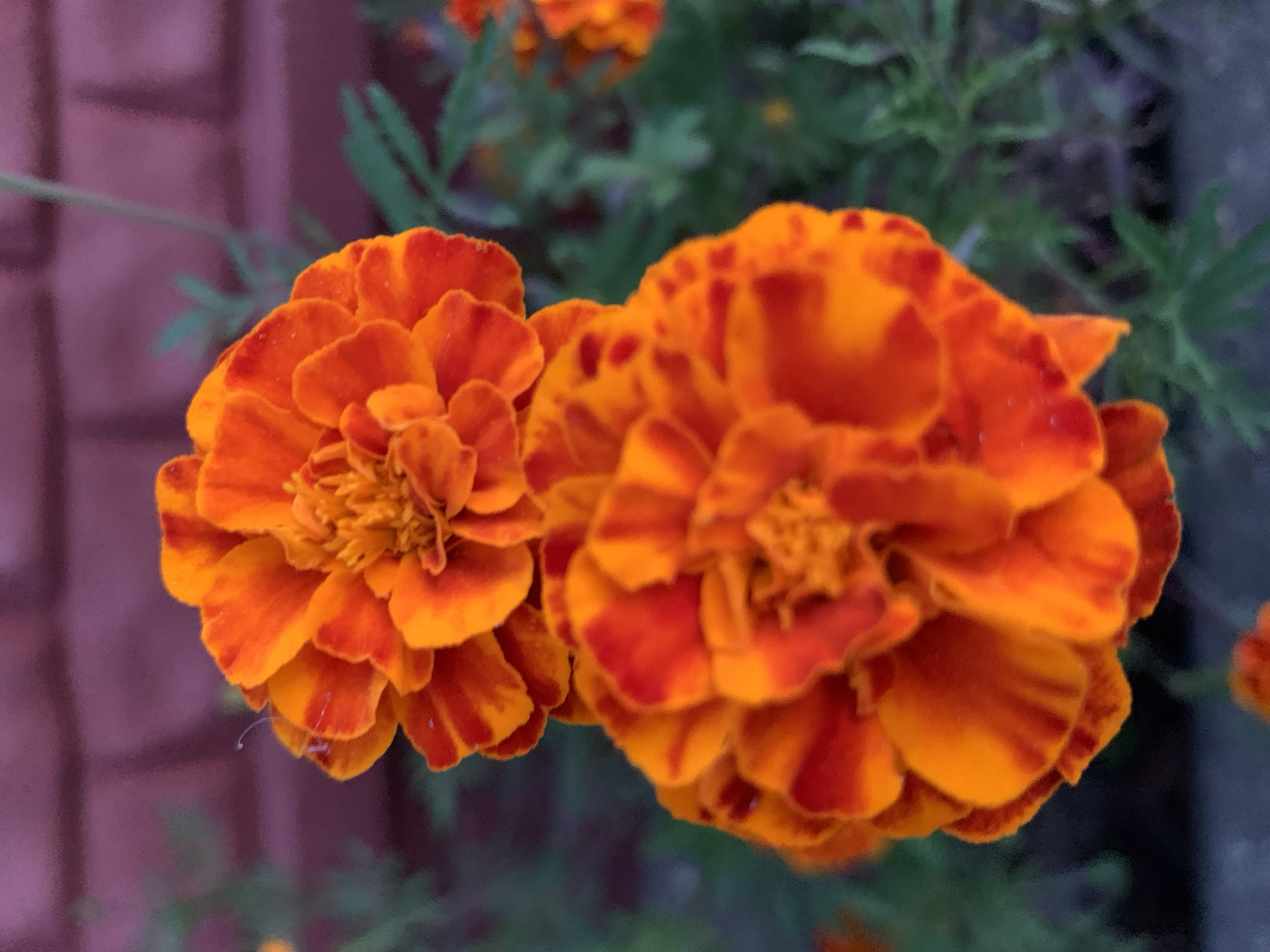 In Kapyĺ, Belarus, a close-up, eye-level shot features two vibrant orange and red marigold flowers in the foreground, positioned vertically. The upper flower is slightly out of focus, while the lower one is sharper, revealing detailed textures of its petals. The background is a soft-focus brick wall with muted purple tones, and dark green foliage surrounds the flowers, suggesting an outdoor setting, likely a garden or park.