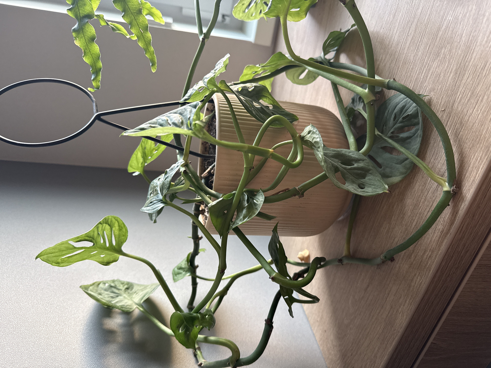 The image depicts a houseplant, likely a Monstera adansonii, potted in a light tan or beige pot. The plant is supported by a black metal stand. The plant's vines are trailing, some resting against a wooden surface. The background consists of a light grey wall and a glimpse of a window. There is no indication of the location being in Izhevsk, Russia. There are no people visible in the image.