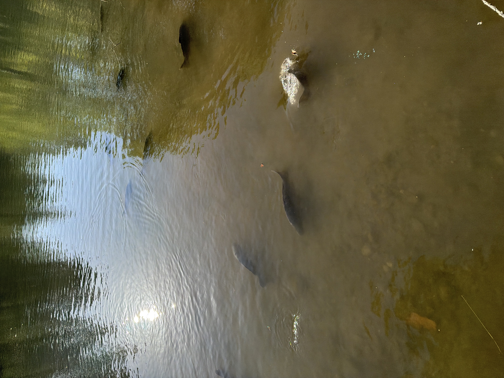 The image shows a body of water with several fish visible near the surface. The water is murky brown, and the bottom is visible in some areas, revealing sand and some debris. Sunlight reflects brightly on the water's surface in the upper left quadrant of the image, creating ripples. Trees are reflected in the water in the upper part of the image. The scene appears to be a pond or lake in a park setting, possibly in the city of Vizille, France, given the provided context. There are no people or animals other than the fish visible in the image.