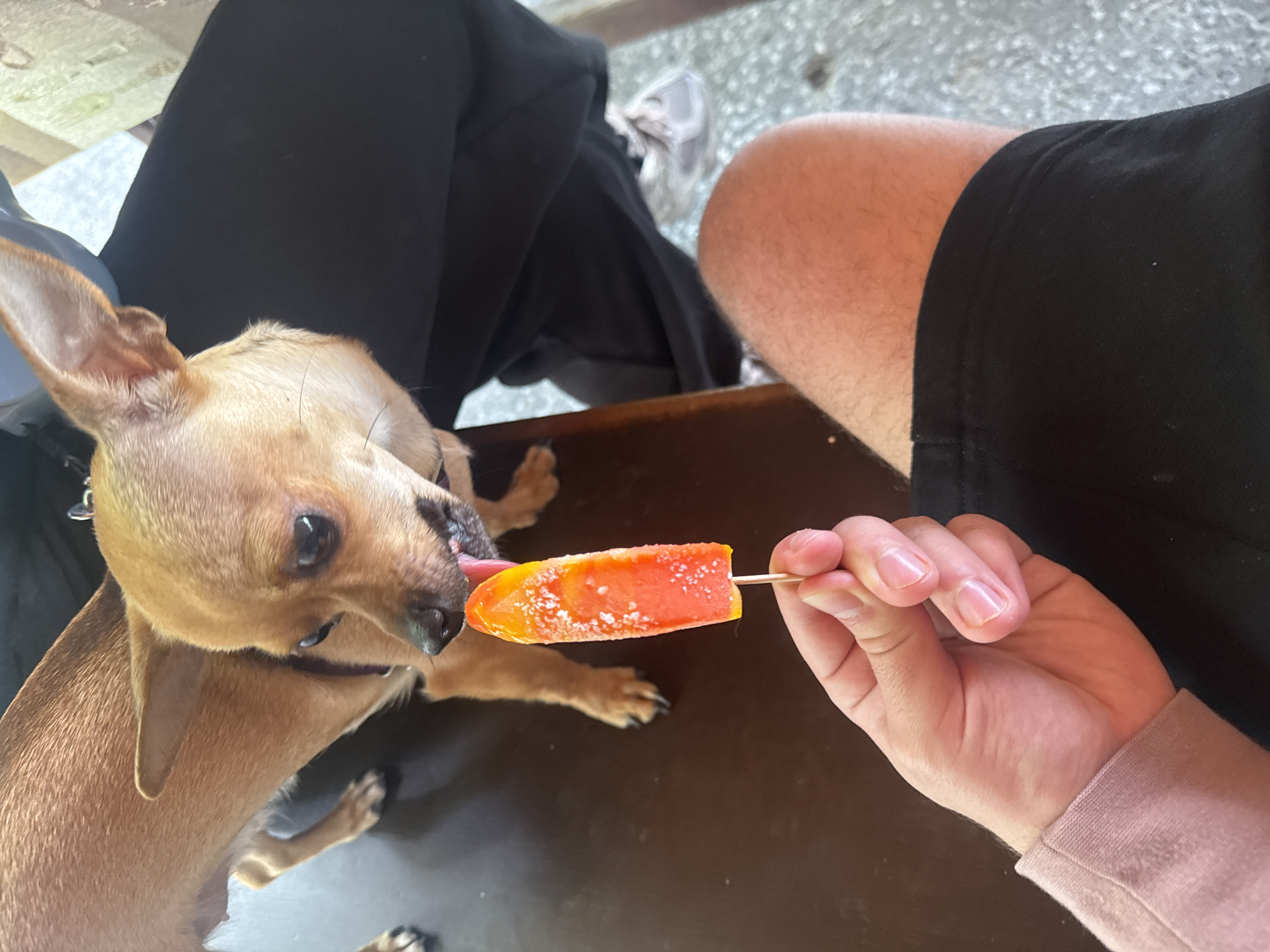 A tan Chihuahua dog is licking an orange popsicle held by a person with fair skin. The person is wearing a pink long-sleeved shirt. The dog is wearing a dark collar. The background includes a person wearing black pants and a gray sneaker. The scene takes place on a brown surface. It is not possible to determine the location in Polena, Bulgaria from the image.