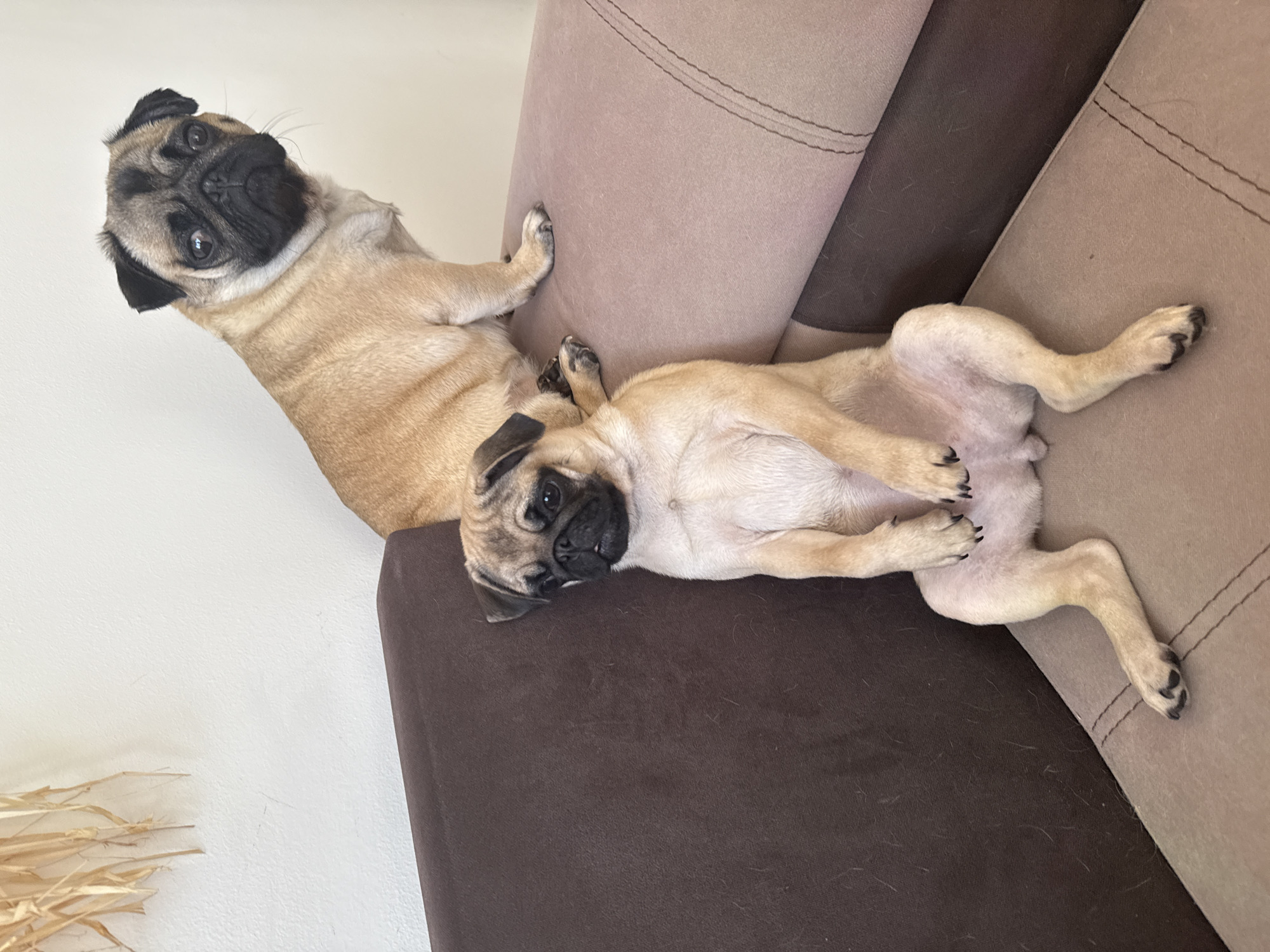 Two fawn pugs are resting on a brown and beige couch in a room with a white wall. One pug is propped up on the top of the couch, looking towards the viewer. The other pug is lying on its back on the seat of the couch.