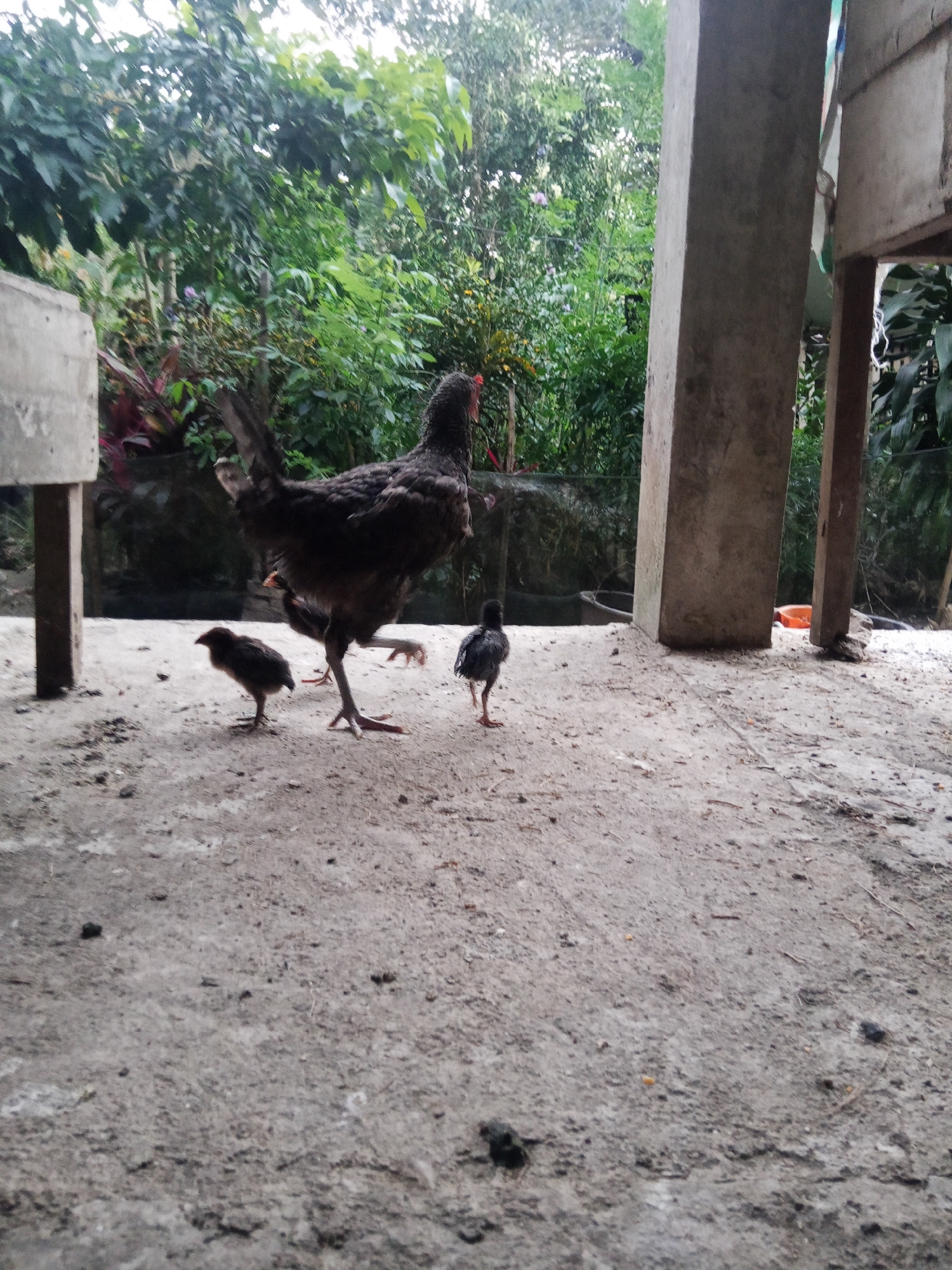 In Tarongko, Indonesia, a mother hen with dark plumage stands on a dirt ground, one leg raised, near two small chicks. One chick is positioned to the hen's left, facing away from the camera, while another is further to the right and facing the hen. The scene is set outdoors, with lush green foliage forming a dense background. To the right, a rough concrete pillar and wooden structure are visible, suggesting a rustic dwelling or shelter. The ground is a mixture of dirt and small stones, with scattered debris. The lighting indicates it is daytime, possibly overcast.