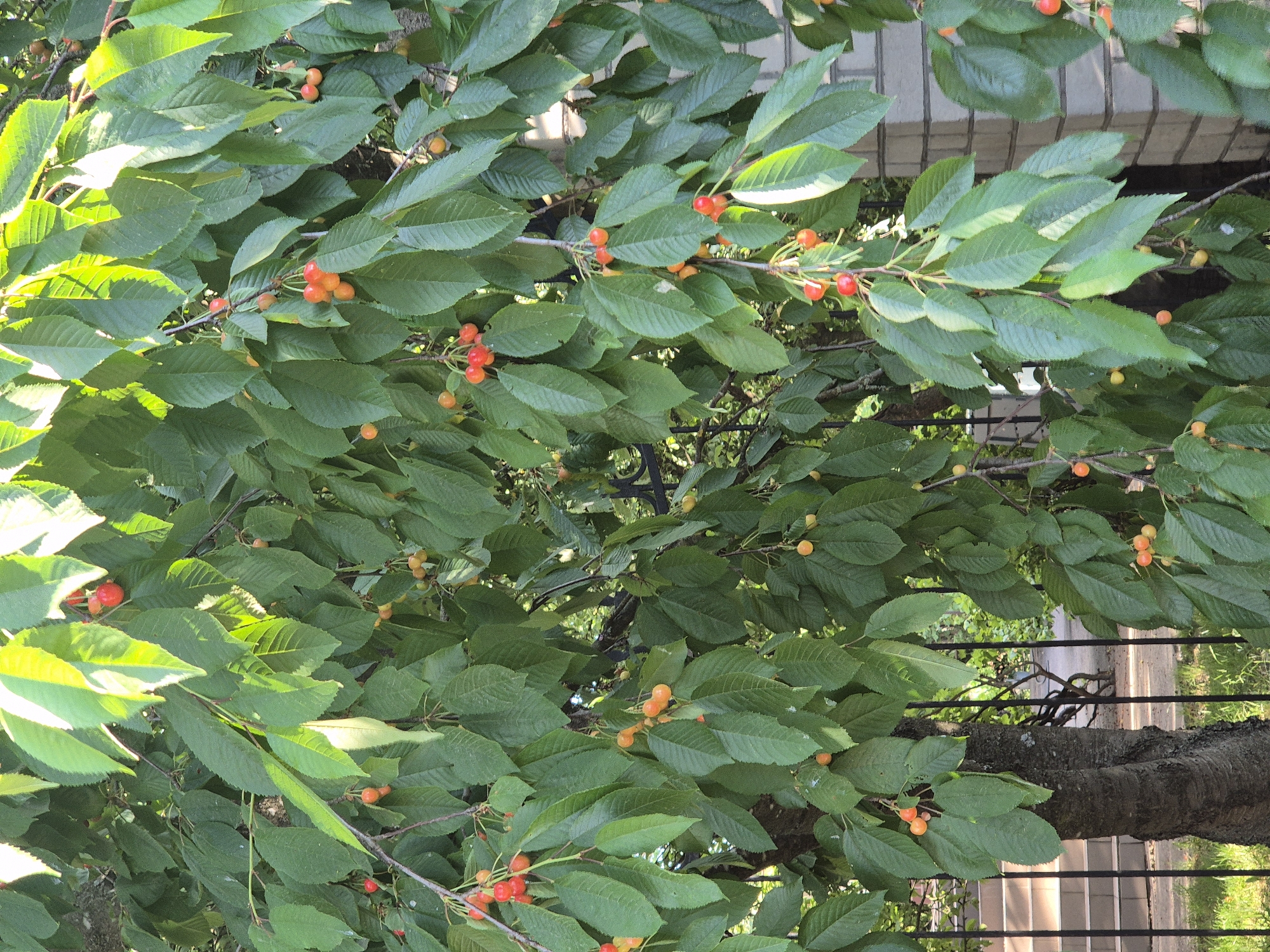 In Sozonivka, Ukraine, a close-up shot captures a cherry tree laden with ripe fruit. The tree's branches are heavy with clusters of cherries, varying in color from a pale yellow-orange to a deep red, indicating different stages of ripeness. Sunlight filters through the dense canopy of green leaves, illuminating some of the cherries and casting dappled shadows. The branches of the tree are supported by a dark, textured bark. In the background, a black metal fence runs horizontally across the frame, with glimpses of a paved walkway and some greenery beyond. To the right, a section of a brick column, possibly part of a wall or gate, is visible, adding a touch of architectural detail to the natural scene. The overall impression is one of abundance and the natural beauty of a fruitful harvest.