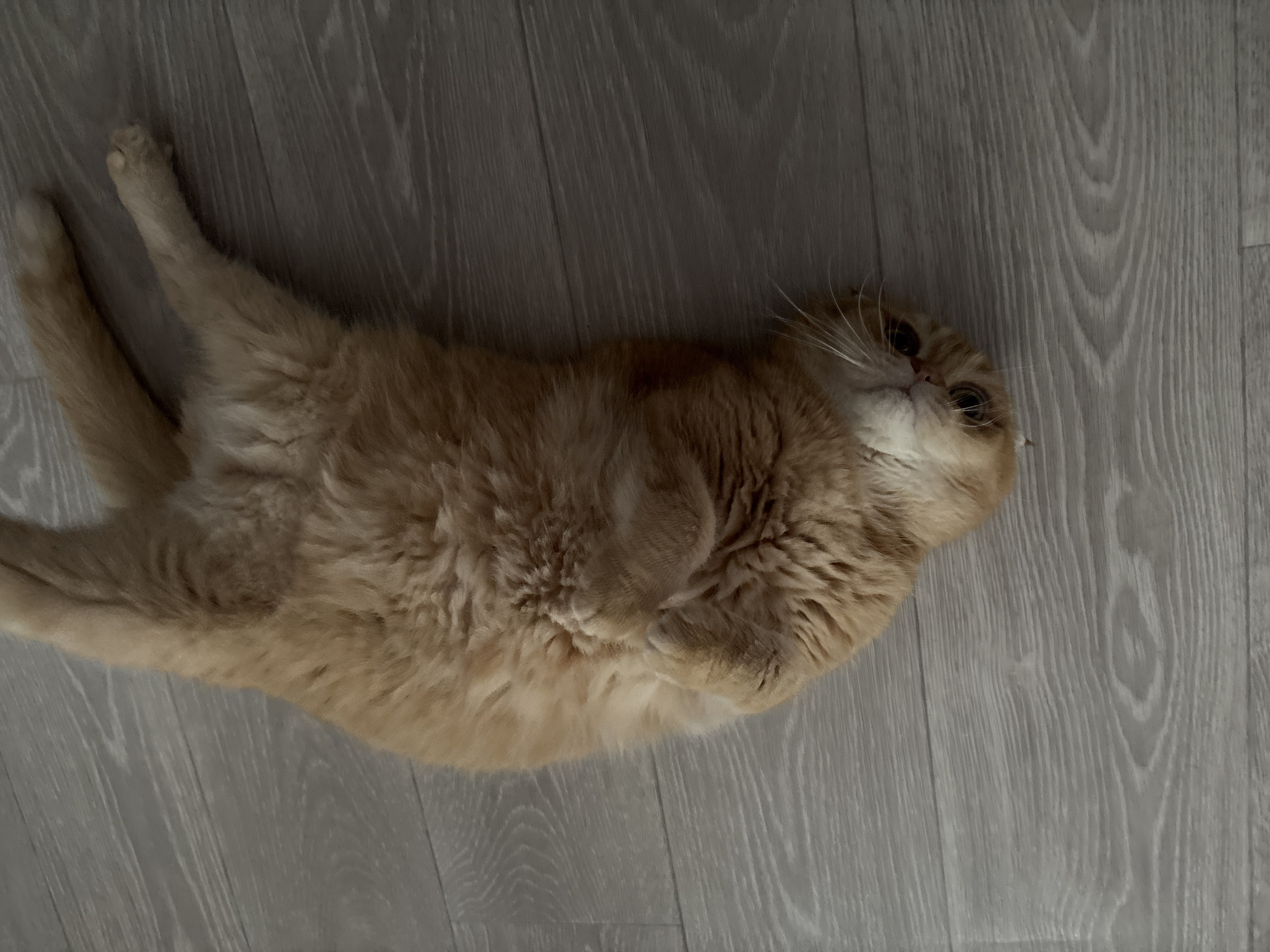 An orange tabby cat is lying on its back on a light-colored wooden floor. The cat's head is turned to the side, facing the camera. Its eyes are open and its mouth is slightly agape, showing its teeth. The cat's fur is fluffy and appears to be of medium length. Its paws are extended upwards. The floorboards are laid horizontally in the image, with a light gray wood grain pattern. The lighting is overhead, casting soft shadows.