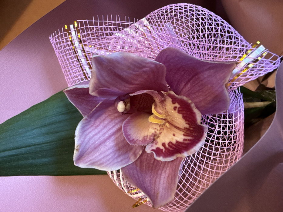 A single orchid bloom, primarily mauve/light purple with intricate darker purple veins, is centrally depicted. The orchid's labellum features a cream-to-yellow center with prominent burgundy and dark purple patterns. A single dark green, elongated leaf is positioned behind the orchid, visible to the upper left. The flower and leaf are wrapped in a light pink, fine mesh material with a grid pattern, which contains sporadic thin, golden-colored reflective strips. This mesh wrapping is encased within a solid, darker mauve/brown paper or fabric, visible at the bottom and right edges of the frame. The background consists of a plain, solid light pink surface to the upper left. No identifiable features are present in the image to determine a specific location within the city of Burgas, Bulgaria.