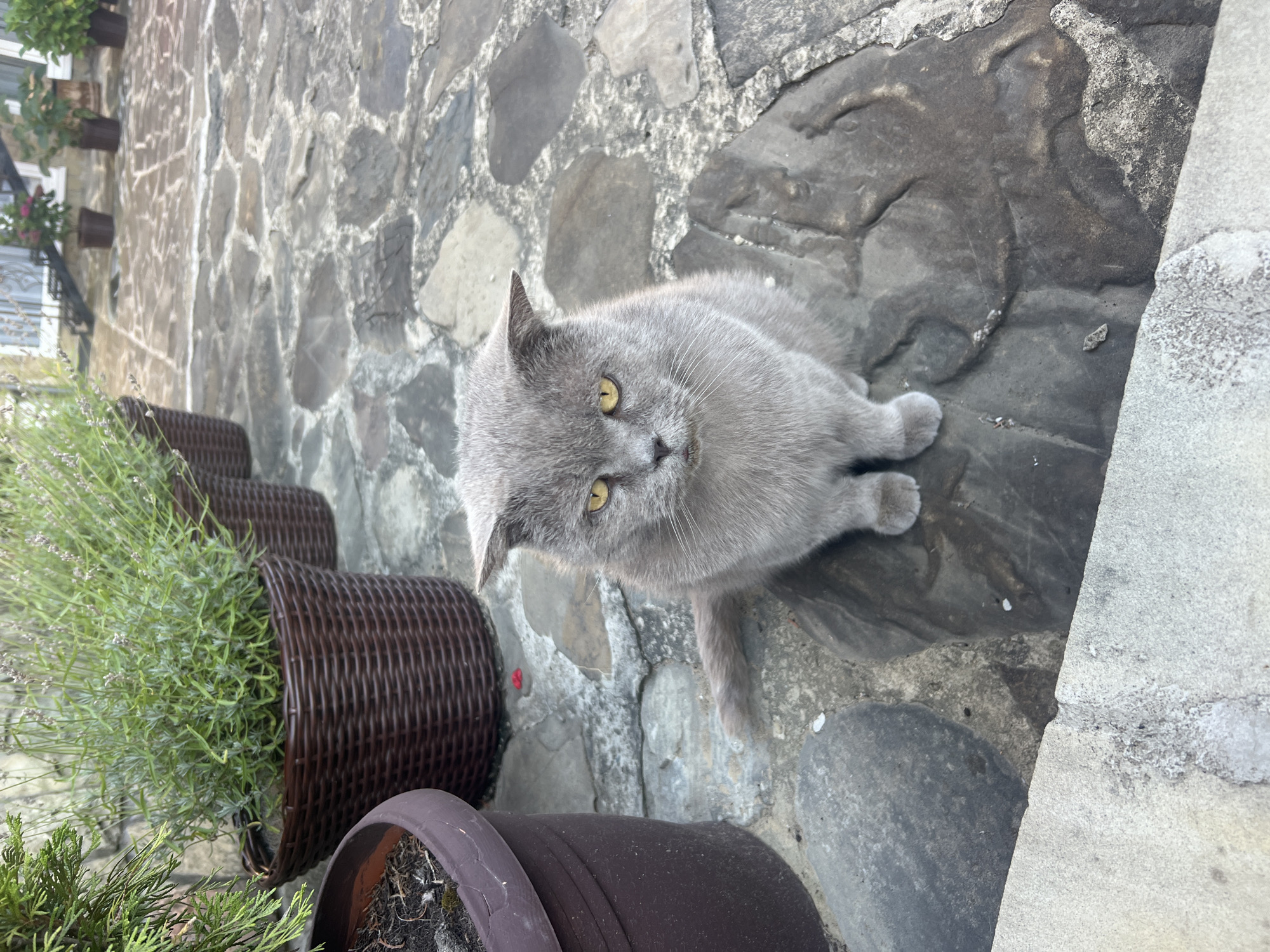 A fluffy, gray cat with yellow eyes sits on a large, irregularly shaped stone in a courtyard. The cat is facing forward, its ears slightly back, giving it a concerned or unimpressed expression. Behind the cat, to the left, are two dark brown woven plant pots containing green plants, one of which appears to be lavender. To the far left, a portion of a dark brown plastic pot is visible. The ground is paved with large, flat, gray stones of various sizes, fitted together with lighter grout. In the background, a building with windows and a railing can be seen, along with more potted plants. The overall impression is a quiet outdoor scene in what appears to be Yaremche, Ukraine, likely a residential area or a small establishment due to the stone paving and potted plants.