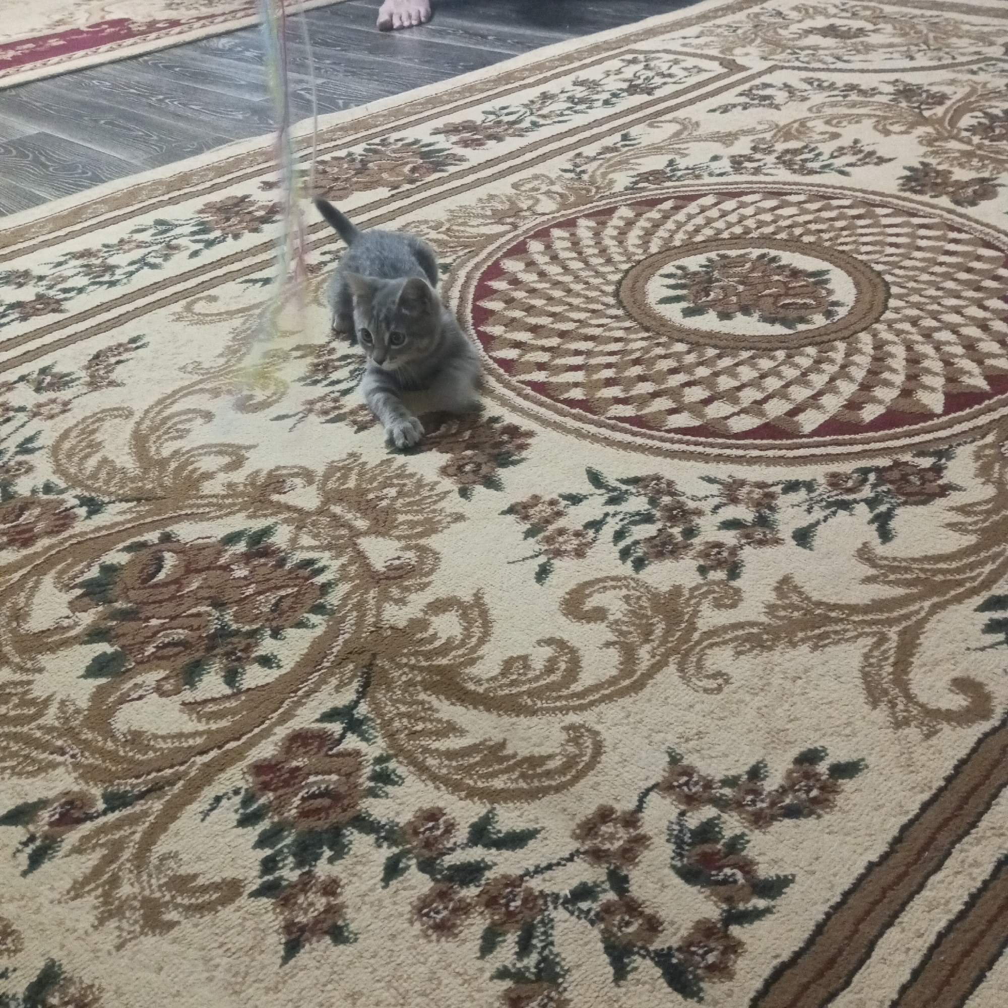 A grey kitten is lying on a patterned carpet. The kitten is looking to its left with its body angled slightly towards the right. It has its front paws extended in front of it. The carpet has a cream-colored background with intricate floral and circular patterns in shades of brown, red, and green. To the left of the kitten, a blurry, colorful string is visible, possibly a toy. In the upper left corner, a person's bare foot is visible on a dark wooden floor, which transitions into the carpeted area. The scene appears to be indoors.