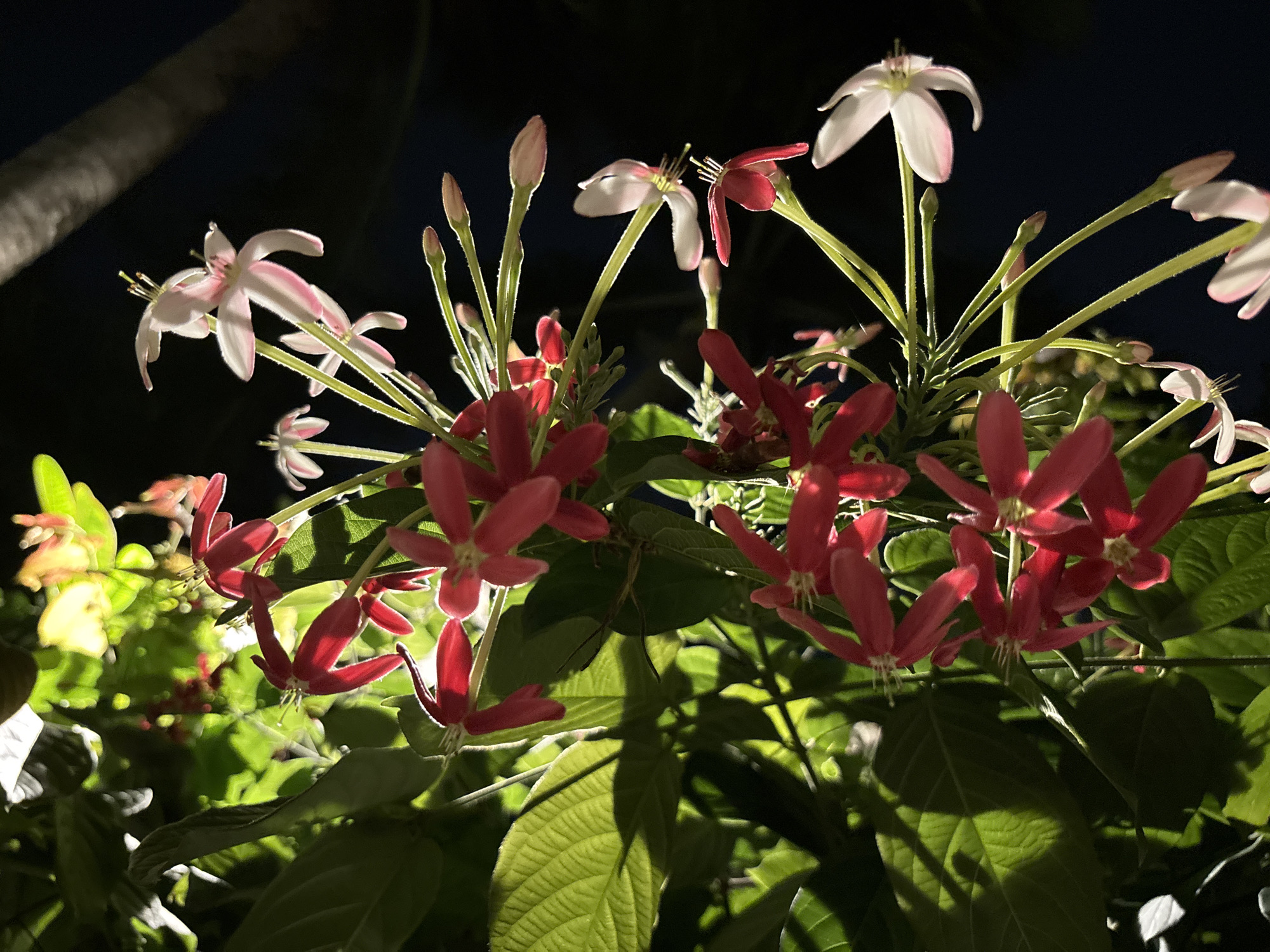 In the city of Chalong, Thailand, a close-up, dimly lit photograph captures a cluster of vibrant red and delicate pink flowers against a dark, blurred background, suggesting nighttime. The flowers, with their star-like petals, are illuminated by a light source that casts shadows on the lush green leaves surrounding them. The image focuses on the intricate details of the blossoms and foliage, highlighting the natural beauty of the flora in this tropical setting. There are no people or other objects visible in the frame.