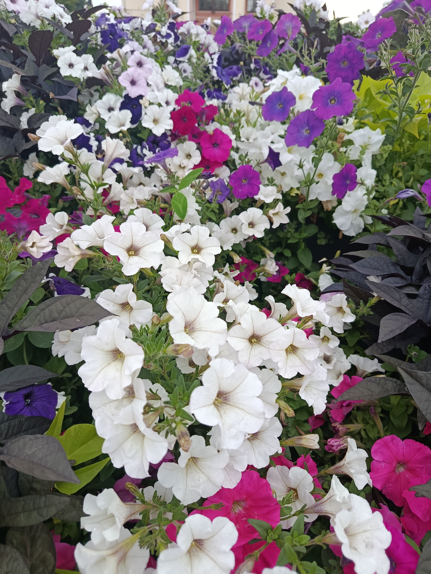The image is a close-up, overhead view of a dense planting of petunias in various colors, including white, pink, purple, and dark maroon foliage. The flowers are in full bloom, with their trumpet-shaped petals open. The lighting suggests it is daytime. The setting is an outdoor flower bed. There are no people, animals, or structures clearly visible. The image appears to have been taken in the city of Zhlobin, Belarus.