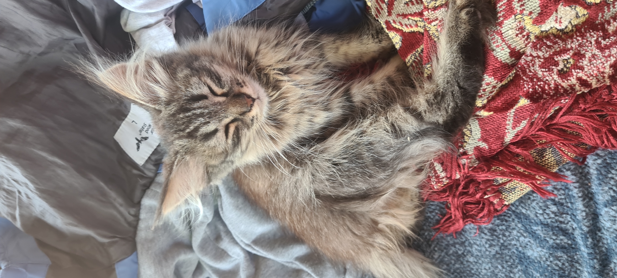 A medium shot captures a long-haired gray tabby kitten with its eyes closed, appearing to be sleeping or resting. The kitten is seated on a bed, surrounded by rumpled bedding and pillows. Its fur is fluffy and the kitten has prominent ear tufts. The kitten is resting on a patterned blanket with red, yellow, and white motifs and a fringe. The background consists of a mix of gray and blue fabric, likely part of the bedding. No specific location details related to Belbulak, Kazakhstan, can be inferred from the image.