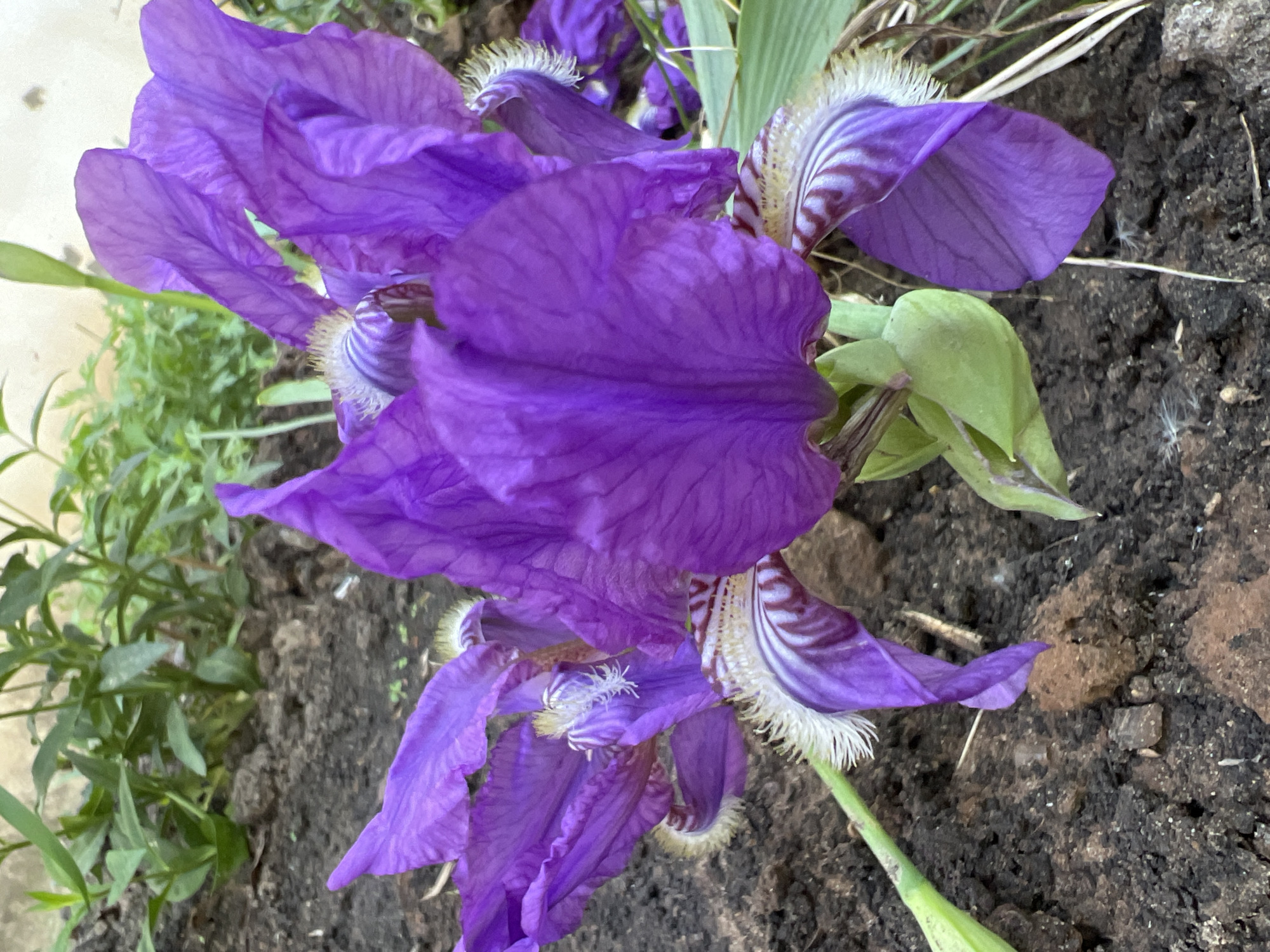 A close-up, slightly tilted, outdoor photograph shows a cluster of purple iris flowers blooming in a garden setting. The flowers are arranged in a somewhat haphazard manner, with petals overlapping and extending in various directions. The petals display a vibrant purple hue with subtle variations in tone and texture. Some of the petals exhibit delicate, feathery edges in white or cream color, adding to the visual interest. The petals have intricate vein patterns that enhance their overall texture. The flowers emerge from green foliage and stems, providing a contrasting backdrop. The surrounding environment consists of soil, with some small rocks and other plant matter visible. The soil has a dark, earthy color, further emphasizing the vibrancy of the purple flowers. The lighting in the photograph appears natural, casting subtle shadows and highlights on the flowers and foliage. There are also other plants in the background. There is no visible evidence to confirm the specific location in Chaikovsky, Russia.