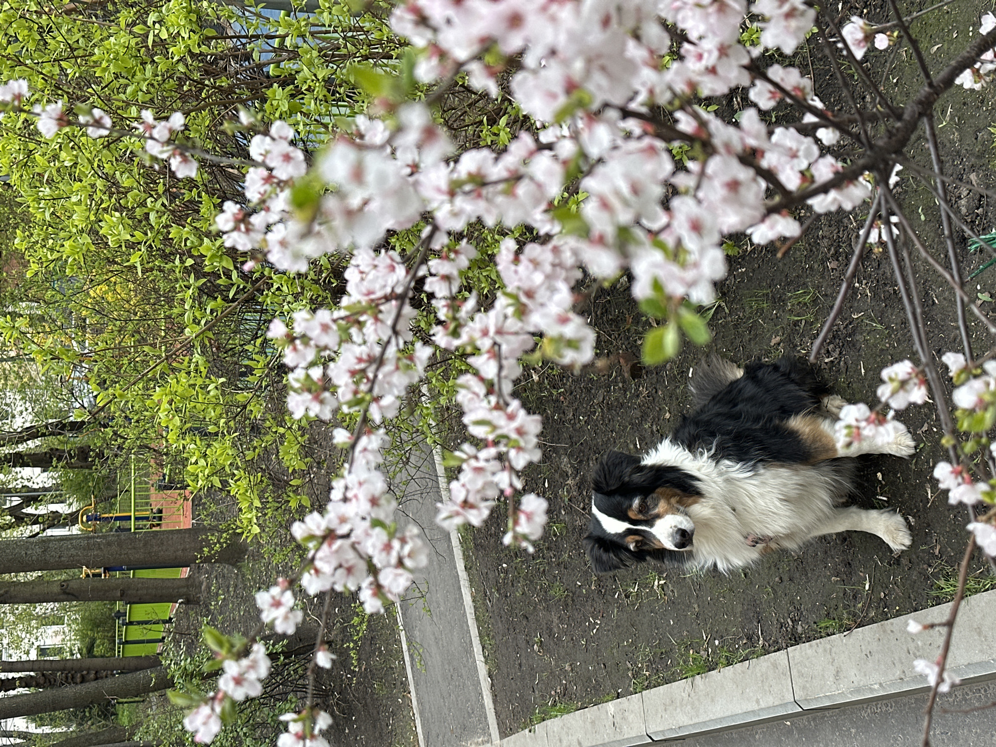 The image, set in Moscow, Russia, presents an overhead view of a serene spring scene featuring a dog and blooming trees. The foreground is dominated by soft-focus branches laden with delicate light pinkish-white blossoms, likely cherry or similar spring flowers, creating a sense of depth and freshness. Some bare, dark branches of the flowering tree are also visible.
Below the blooming foliage, a medium-sized dog with distinctive black, white, and brown/tan markings is the central subject. The dog, possibly an Australian Shepherd, is resting on dark, damp soil, interspersed with small patches of green grass. It gazes calmly upwards, directly at the camera, with an alert and gentle expression.
Behind the flowering tree, a lush backdrop of bright, newly sprouted green leaves on other trees and bushes signifies the vibrant arrival of spring. A concrete sidewalk or path, bordered by a darker grey curb, diagonally traverses the lower right portion of the frame. In the deeper background, partially obscured by the foliage, glimpses of colorful playground equipment (yellow and green) and distant white buildings indicate a residential or urban park setting.
The scene conveys a peaceful, overcast daytime in early spring, with natural light illuminating the fresh greenery and blossoms. The damp soil suggests recent precipitation, enhancing the impression of a verdant awakening. No discernible text is visible in the image.
