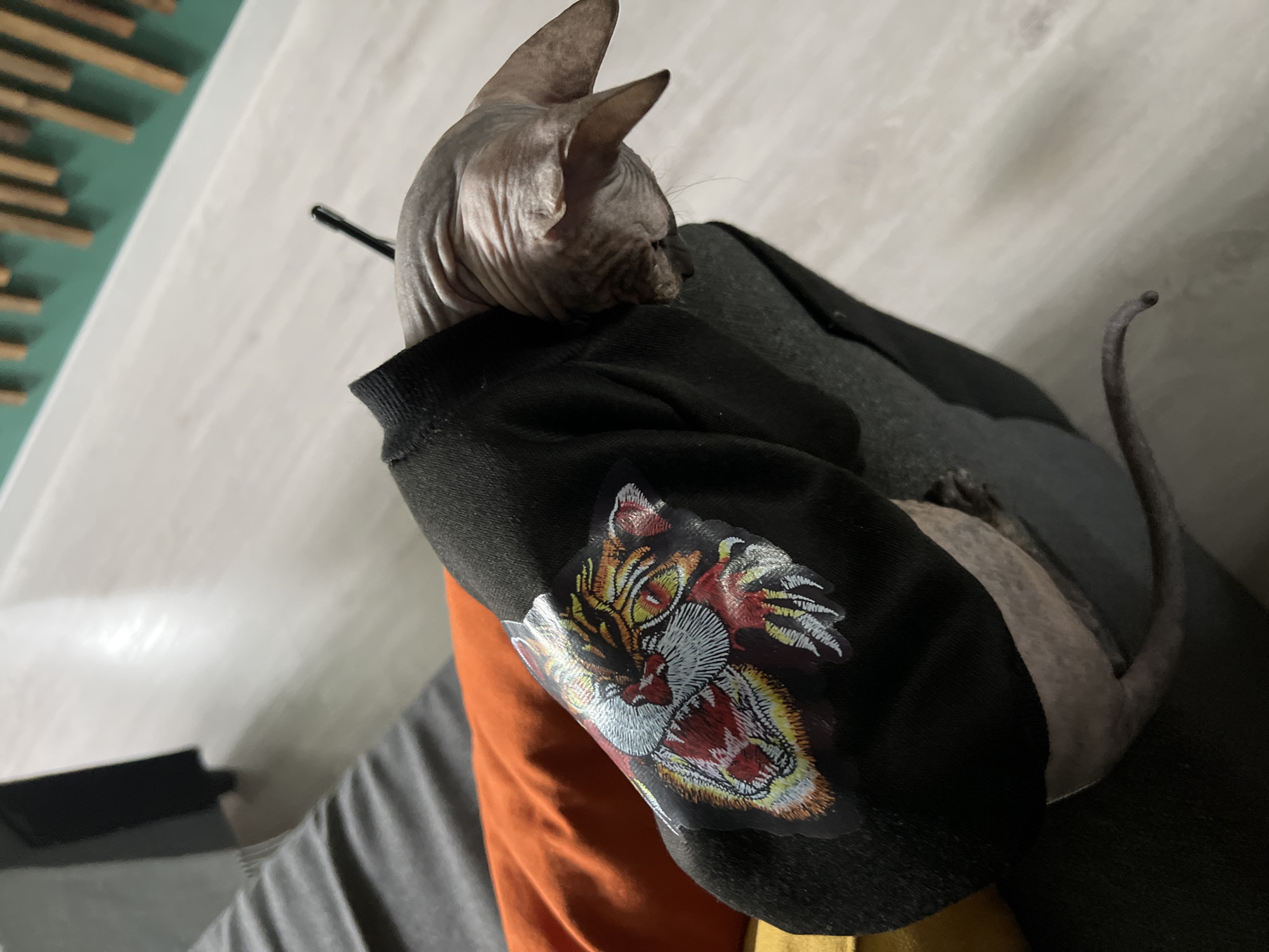 A hairless cat wearing a black sweatshirt with a tiger graphic rests on a dark gray couch. The cat is positioned toward the right, with its head facing left. A portion of the couch is covered by an orange blanket. In the background, a light gray wall is visible, and above it, a decorative panel with a green and wooden design. The image does not contain the location of the city of Kazan, Russia.
