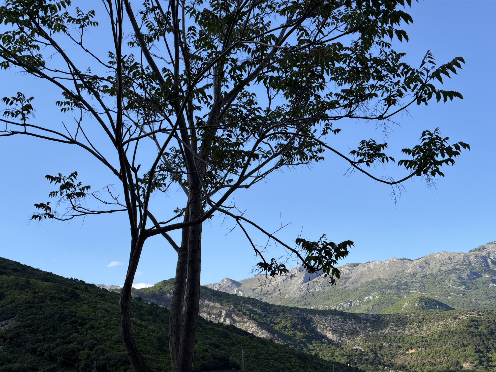 The image captures a vibrant natural landscape dominated by a large tree in the foreground, silhouetted against a bright blue sky. The tree, likely a deciduous species given the branch structure and compound leaves, stands prominently on the left side of the frame, with its dark branches and sparse foliage extending across the top and center of the picture. Some parts of the tree appear to have more dense foliage, while others show bare branches with new growth emerging.
In the midground and background, a series of mountains and hills stretch across the horizon. The slopes are covered in rich green vegetation, appearing dense and forested in the closer hills, and becoming more scattered with rocky outcrops visible on the higher, more distant peaks. The texture of the mountains suggests a rugged terrain, with visible ridges and valleys.
The sky is a clear, brilliant blue, indicating fair weather and daytime, likely late morning or early afternoon given the general lighting. There are no clouds directly above, though a tiny wisp of white can be seen near a distant mountain peak in the full image. The sunlight illuminates the distant mountains, highlighting their contours and varied greens and grays. The overall scene conveys a sense of peaceful natural beauty and vastness. There is no visible text or human activity in the image.