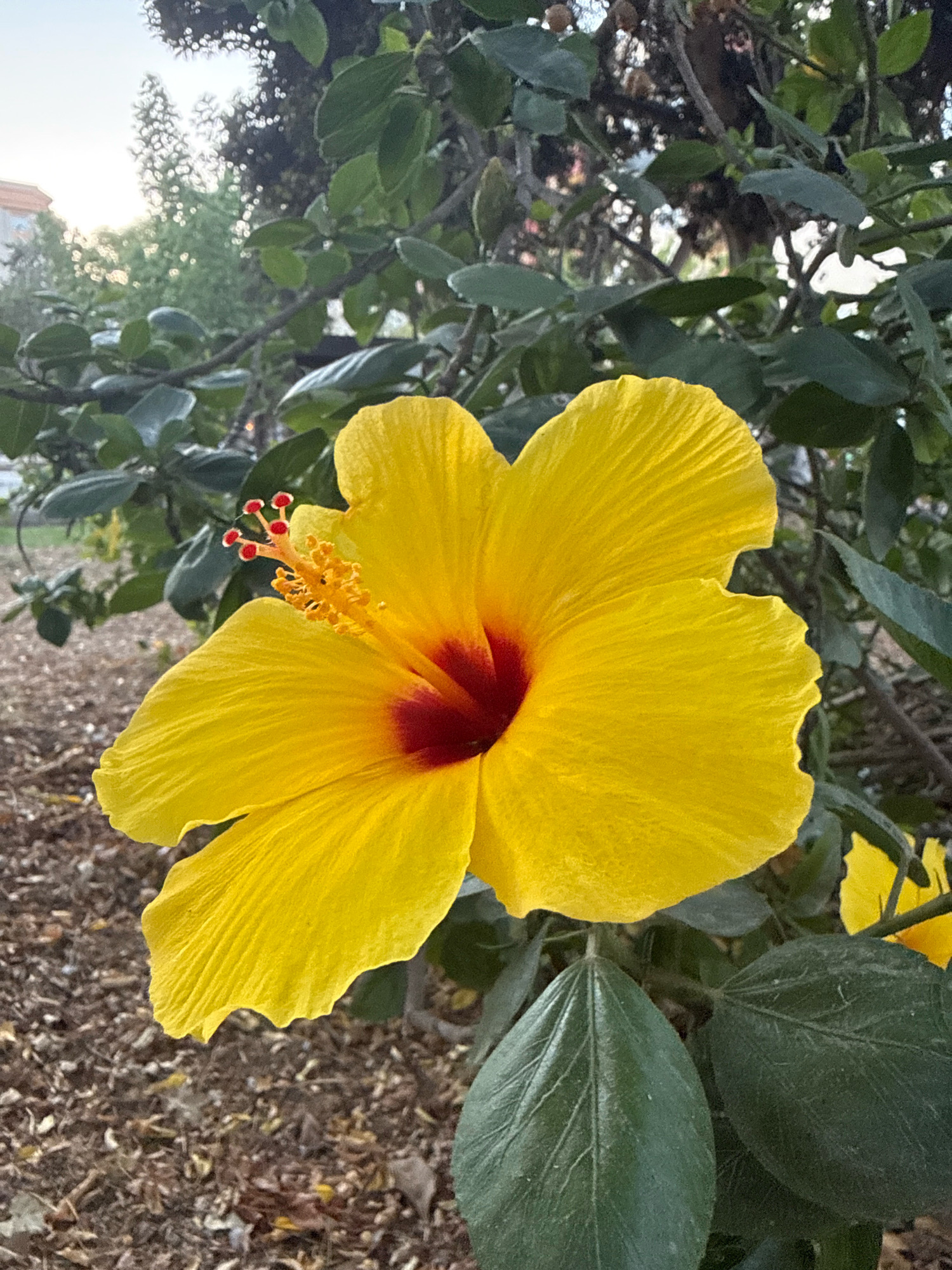 The image is a close-up of a vibrant yellow hibiscus flower with a deep red center. The flower is in full bloom, with its petals unfurled and delicate. The stamen, a bright yellow cluster with red tips, is prominently displayed in the center. The flower is set against a backdrop of lush green leaves and branches, with a soft focus suggesting an outdoor garden or natural setting. The ground below is covered with fallen leaves and small pebbles. In the far background, a building with a pale facade and trees are visible, hinting at an urban or suburban environment. The lighting suggests it is either early morning or late afternoon. The overall impression is one of natural beauty and tranquility. No specific location in Ibiza, Spain, is identifiable from the visual information provided in the image.