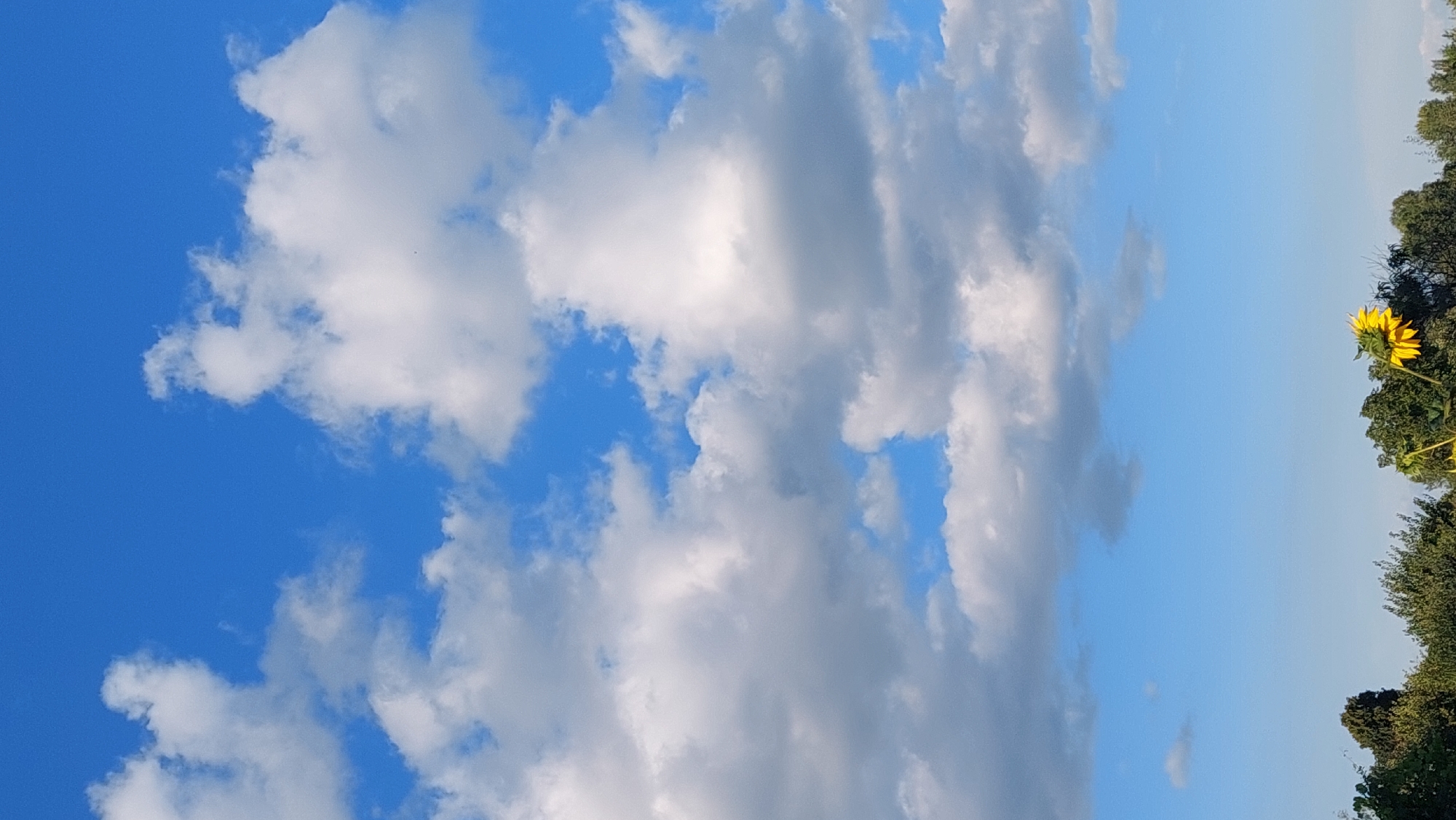 This image depicts a clear blue sky filled with fluffy white and gray clouds. In the lower part of the frame, a line of green trees forms the horizon, with a single bright yellow sunflower standing out amongst them. The photograph appears to be taken outdoors in a natural setting, likely in Kozarovychi, Ukraine. There are no people visible in the image.