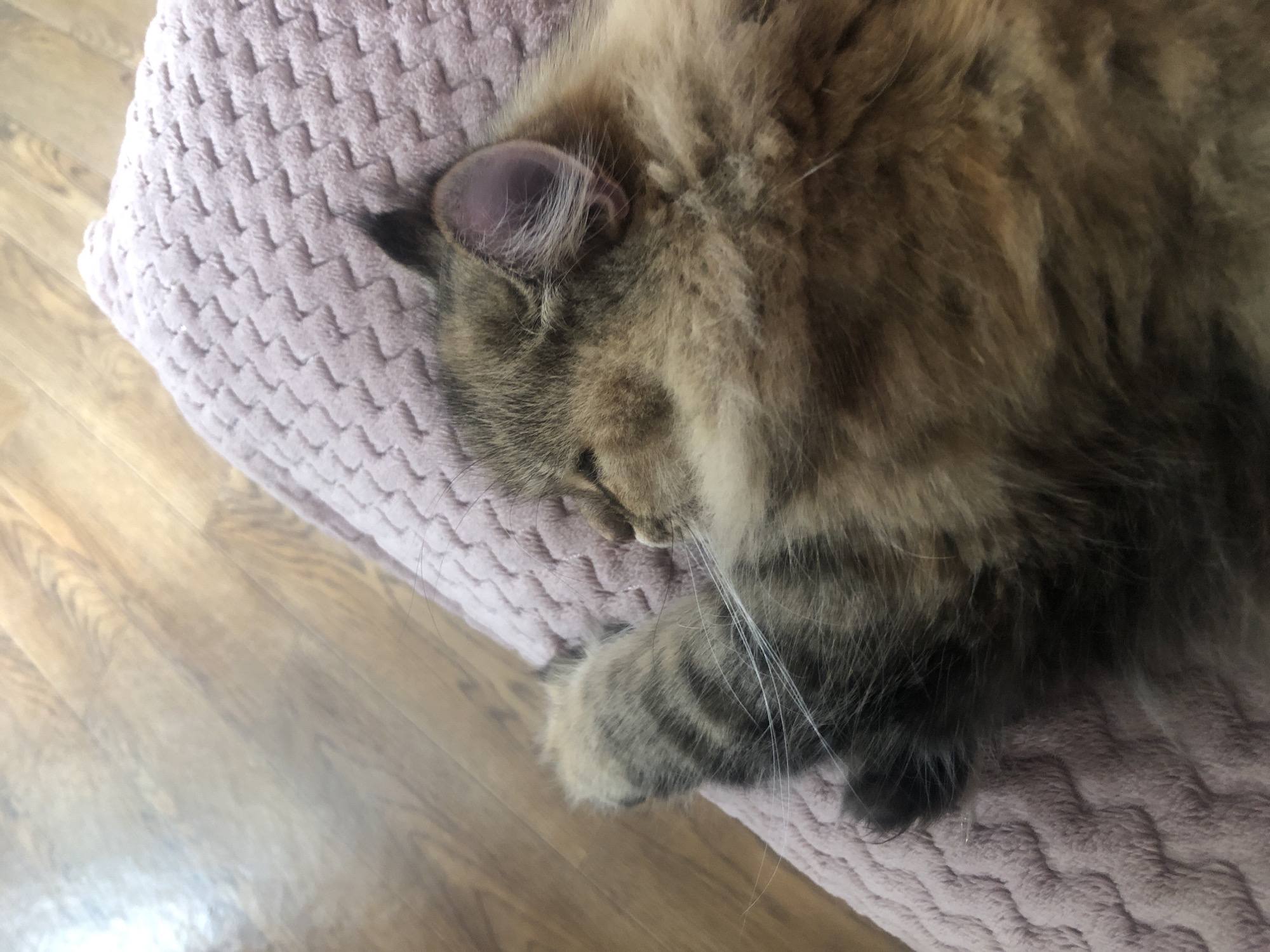 A fluffy, tabby-patterned cat is asleep on a pink, textured blanket. The cat's fur is a mix of brown, black, and tan, with some white whiskers visible. One of the cat's paws is tucked under its head. The blanket has a raised, zigzag pattern. In the background, a light-colored wooden floor is visible, with a diagonal plank pattern. The scene is indoors, likely in a home environment, with soft lighting suggesting daytime. The location is Unknown, Unknown.