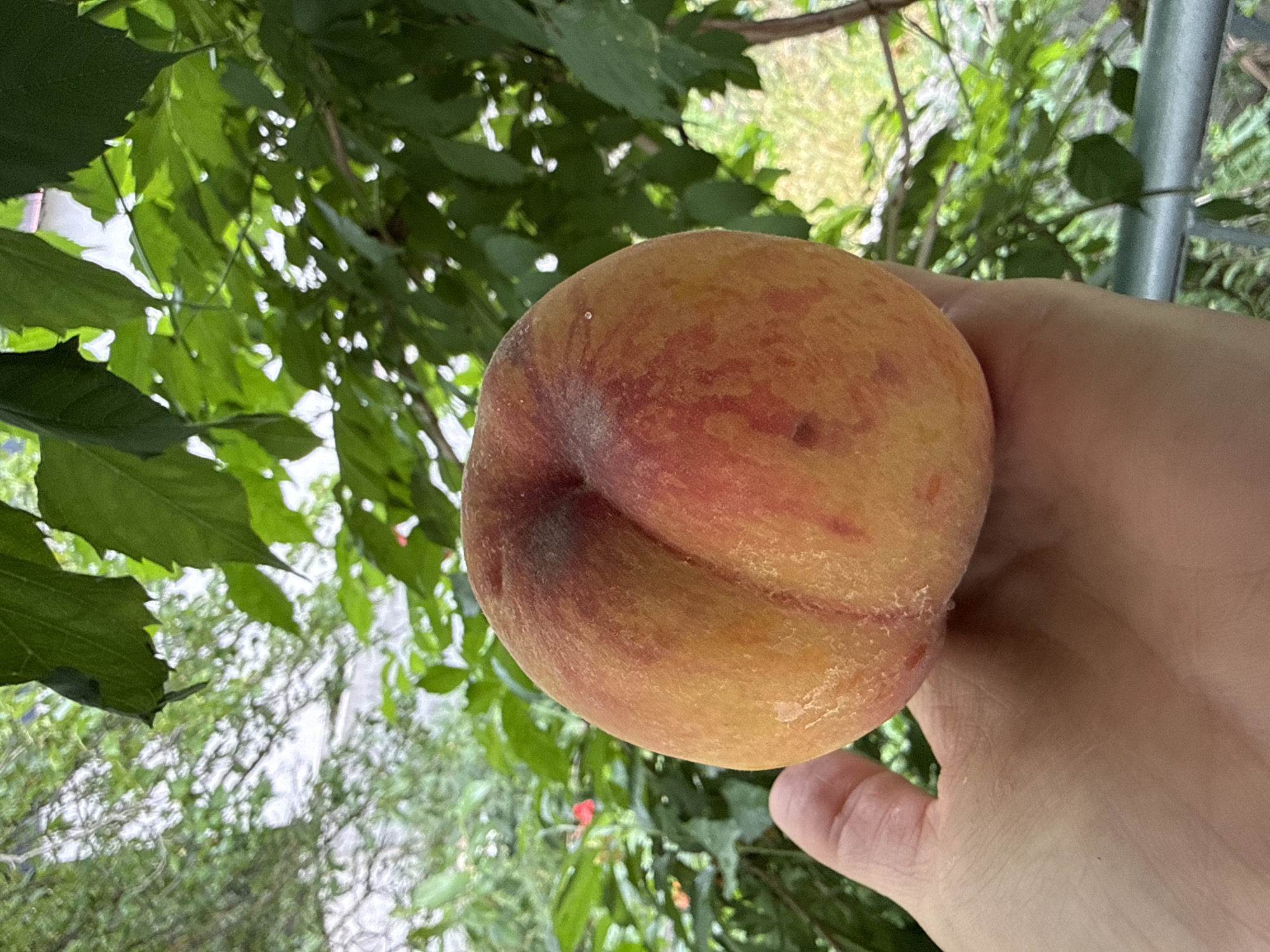 A close-up shot captures a hand holding a ripe peach against a backdrop of lush green foliage. The peach, a vibrant blend of yellow and red hues, shows a prominent cleft, indicating its fullness. The hand, with visible lines and texture, supports the fruit gently. In the distance, blurred green leaves and branches create a natural, outdoor setting. There are no visible buildings or city landmarks that would specifically indicate the location in Dilijan, Armenia.