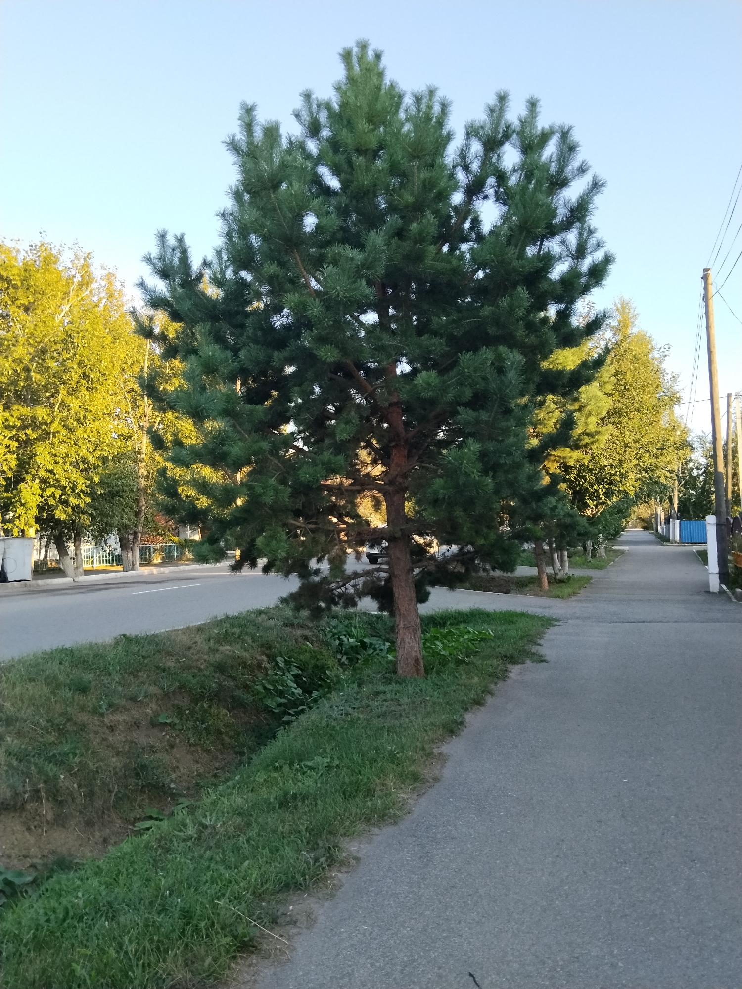 The image depicts a tree-lined street with a sidewalk and a road. A large pine tree stands prominently on the left side of the frame, close to the road. Beyond the pine tree, more trees with yellowing foliage line the street. The sidewalk runs along the right side of the road, and a utility pole with electrical wires is visible in the background on the right. The scene appears to be in a residential or suburban area. The sky is clear and blue. This scene is consistent with the appearance of streets in Kokshetau, Kazakhstan, particularly during autumn when deciduous trees begin to change color.