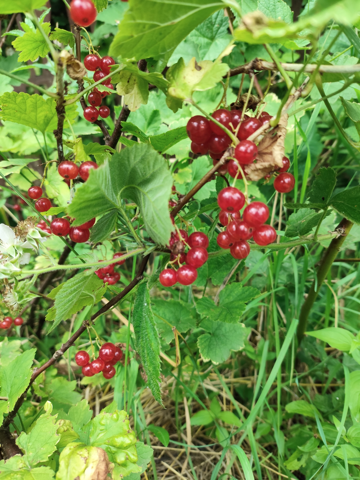 The image displays a close-up view of red currants growing on a bush. The berries are small, round, and a vibrant red color, clustered together on thin stems. Green leaves of various sizes and shapes surround the currants, some appearing smooth and others slightly textured. In the background, more foliage and grass can be seen, suggesting an outdoor, natural setting. There are no people or animals visible in the image. The lighting appears natural, likely daylight, casting subtle shadows and highlighting the glossy texture of the berries. The scene is consistent with a garden or wild shrubbery in Znamenskiy, Russia, during the growing season.