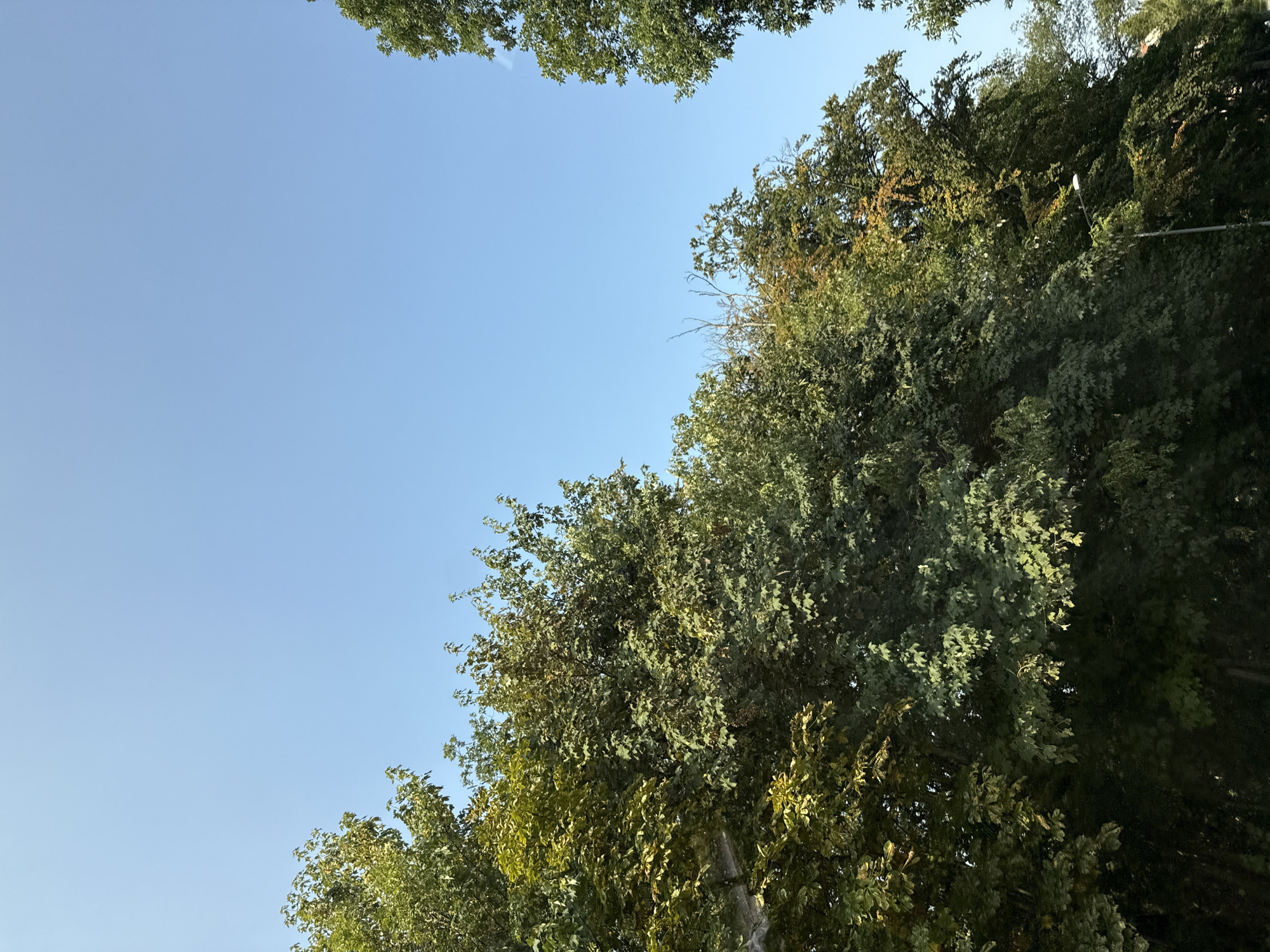 The image depicts a clear blue sky above a dense canopy of green trees lining a street in the city of Bad Sachsa, Germany. The trees are tall and full, with a mix of green and some autumnal hues suggesting the season. A single streetlamp is visible amongst the foliage on the right side of the frame. The overall impression is one of a sunlit, leafy urban environment.